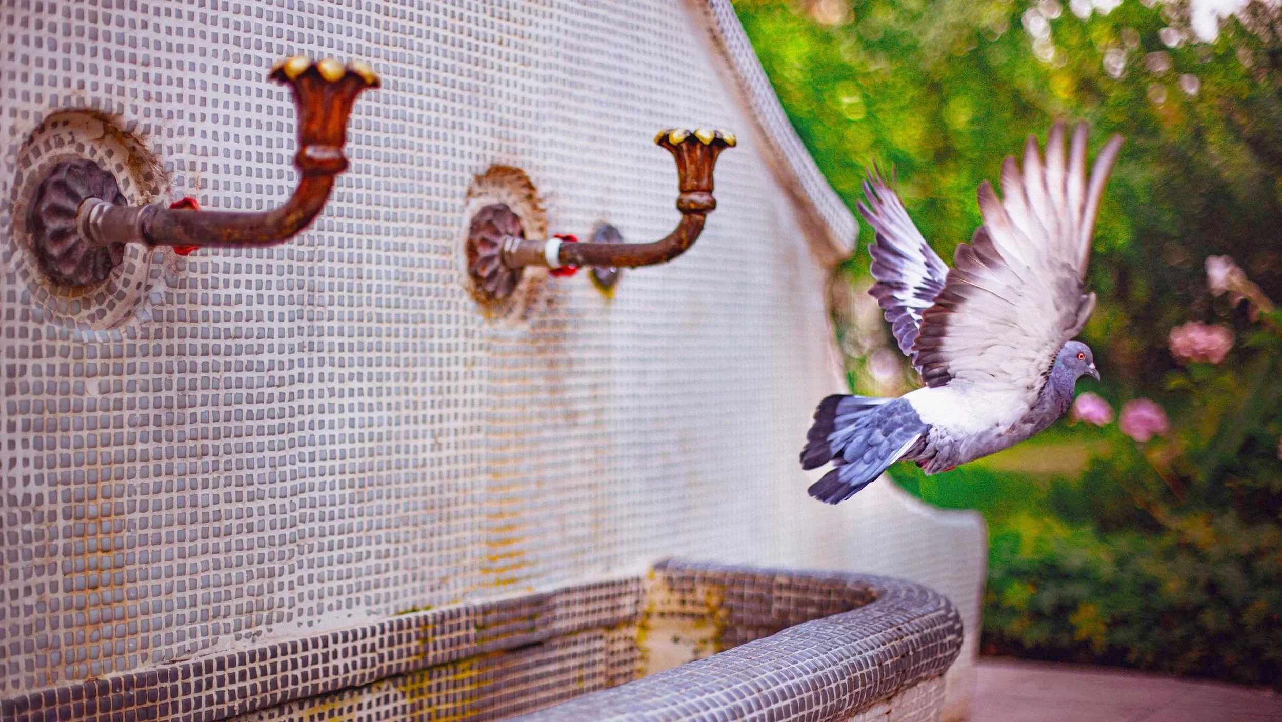 Nature photography pigeon flying in the garden