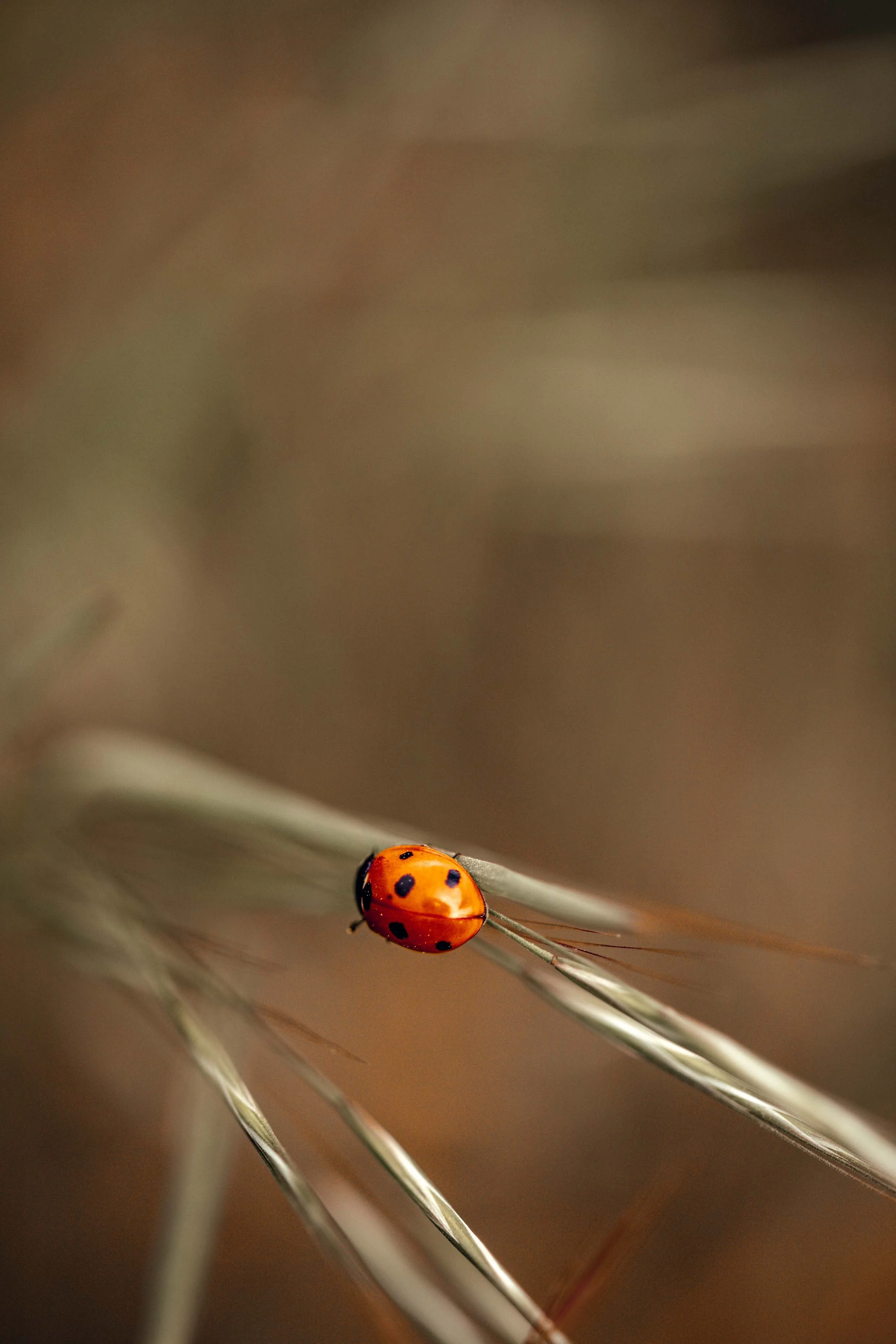 nature photography ladybug