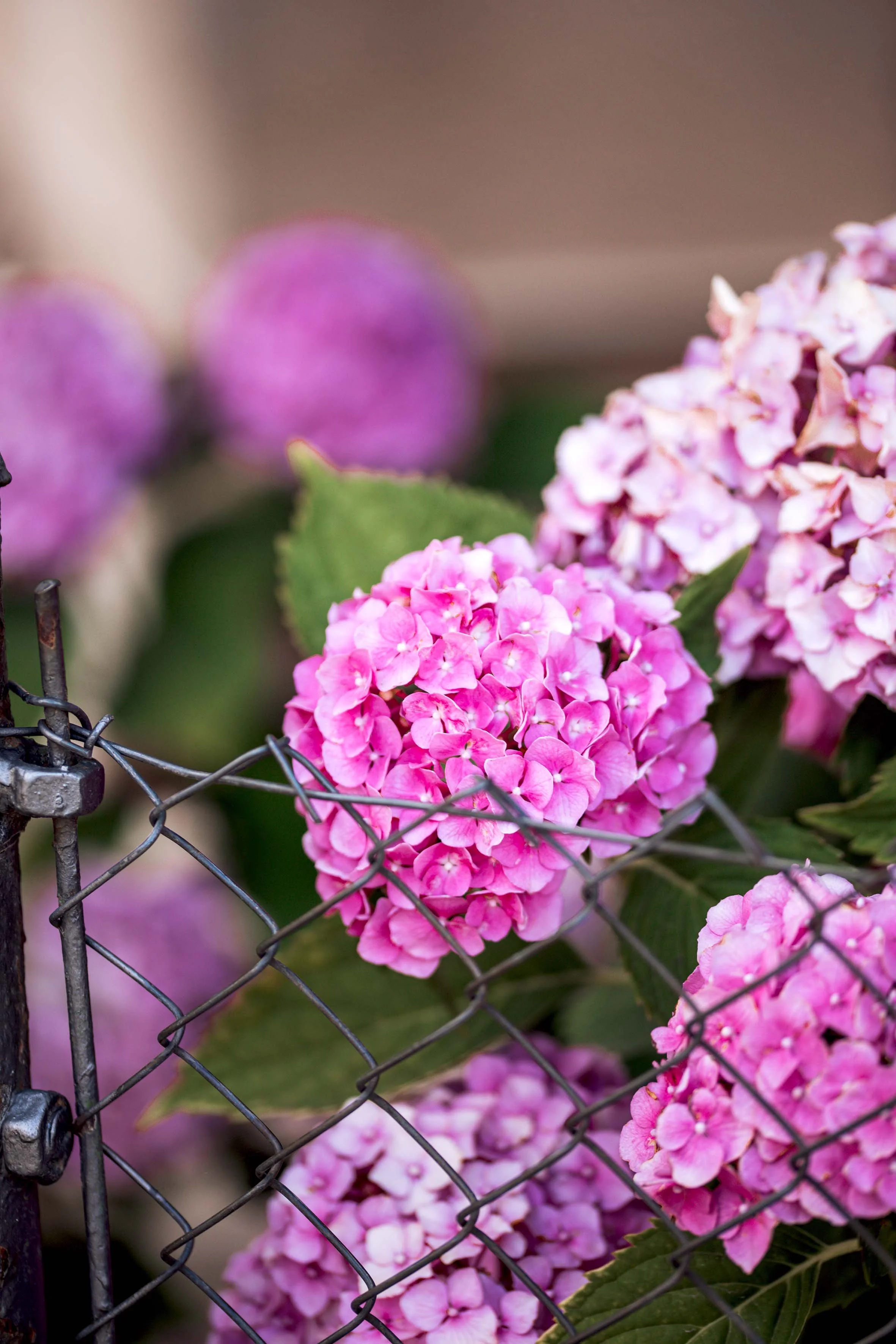 nature photography pink flowers