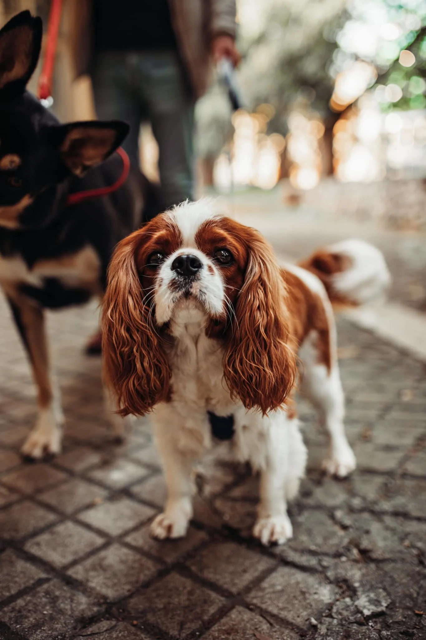 animal photography cute dog
