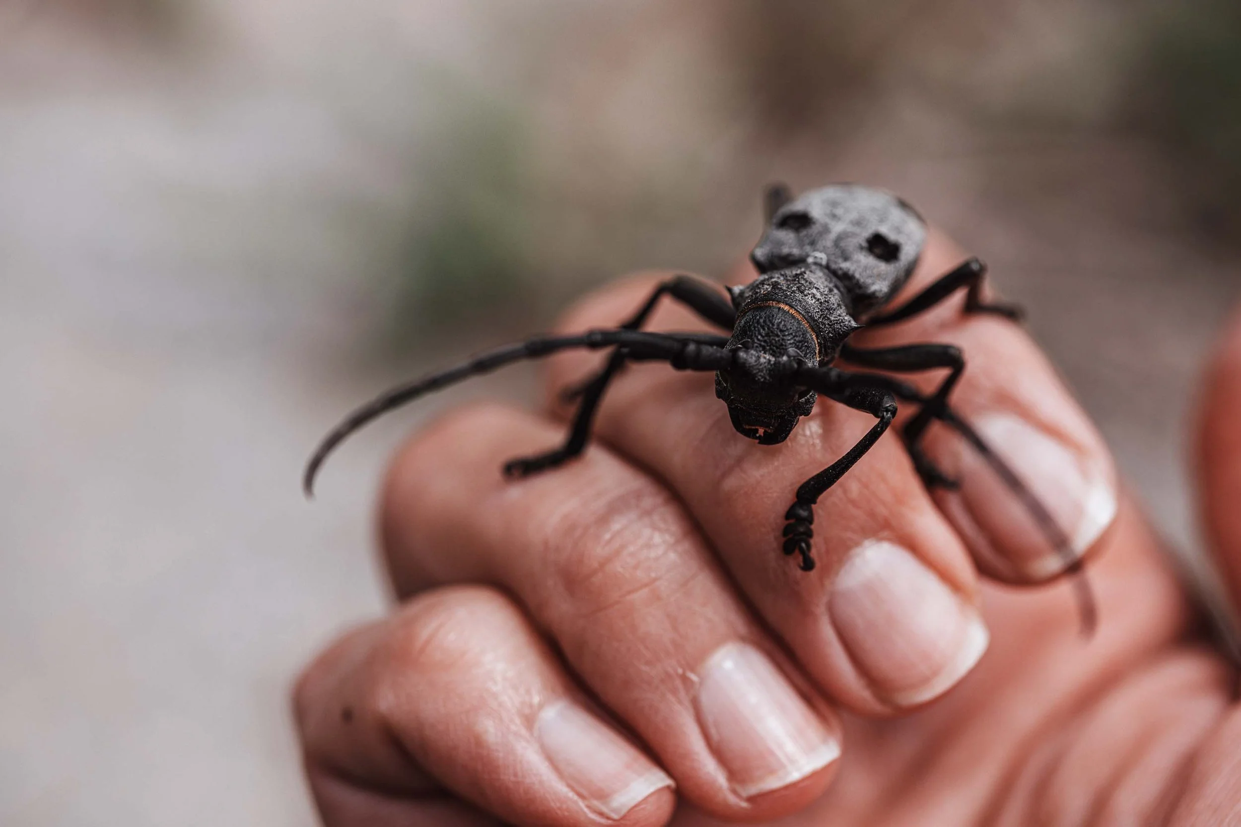 nature photography animal bug insect