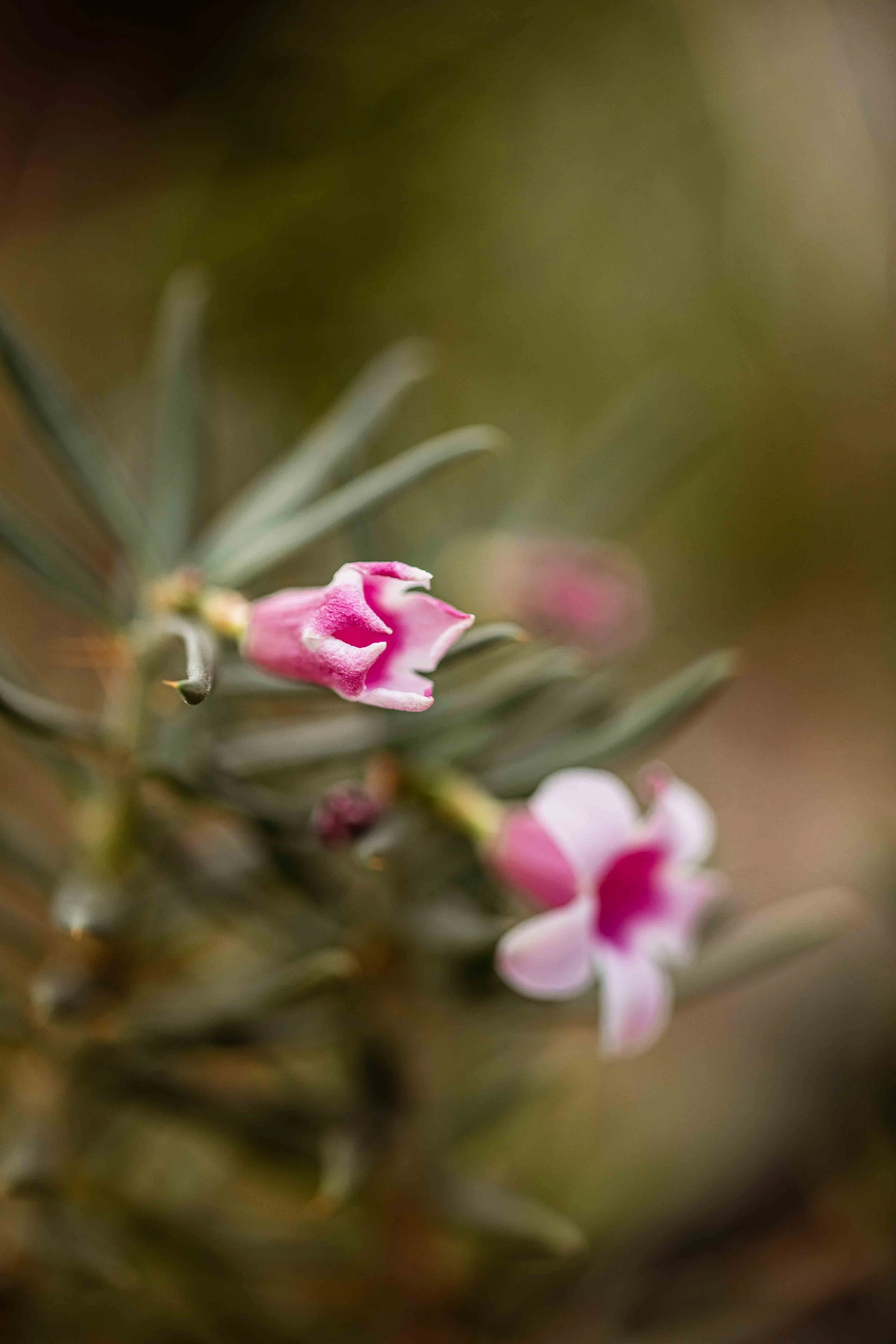 nature photography wild pink flowers