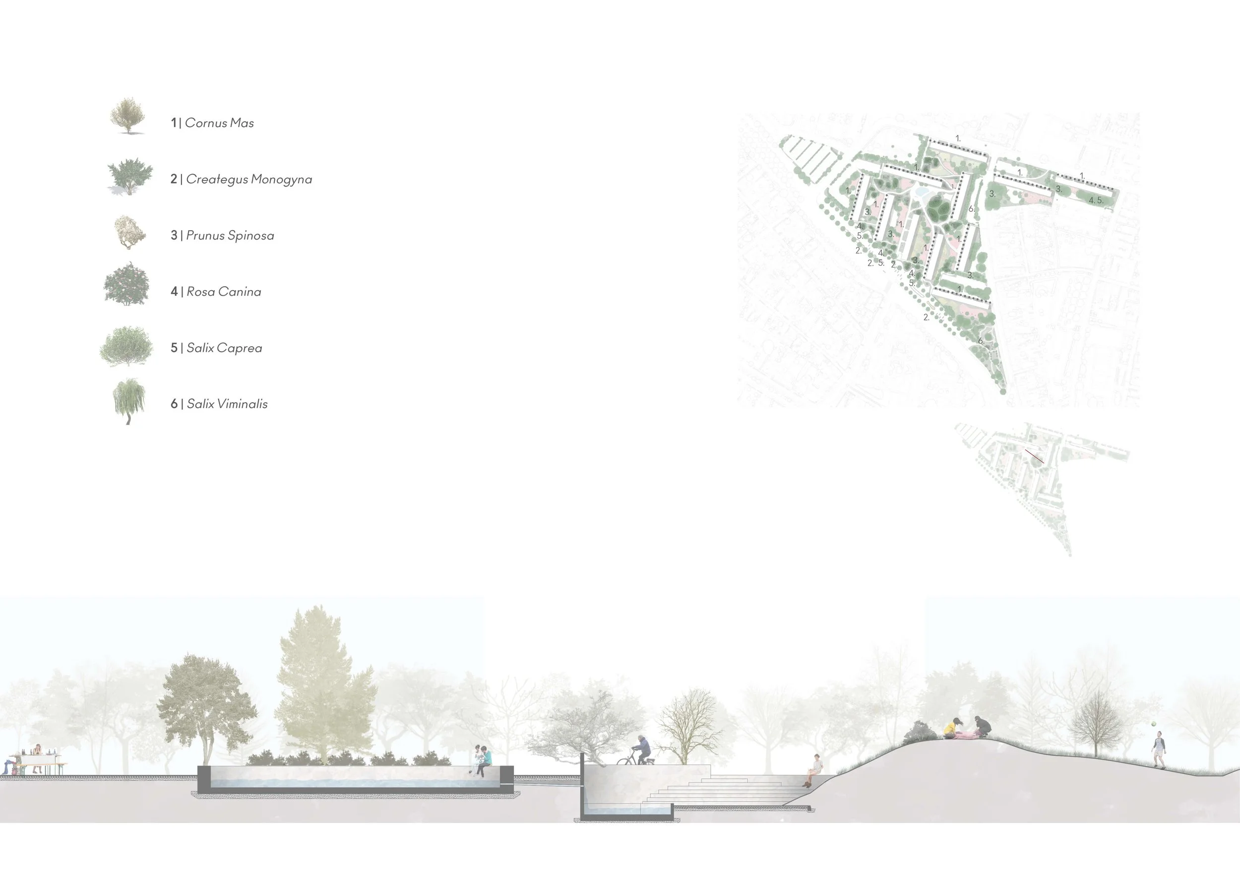 A landscape design plan showing a park with various trees, pathways, and seating areas. A cross-section view illustrates different levels of the park with people walking, biking, and sitting, along with a key on the left listing trees such as Cornus Mas, Creteagus Monogyna, Prunus Spinosa, Rosa Canina, Salix Caprea, and Salix Viminalis.