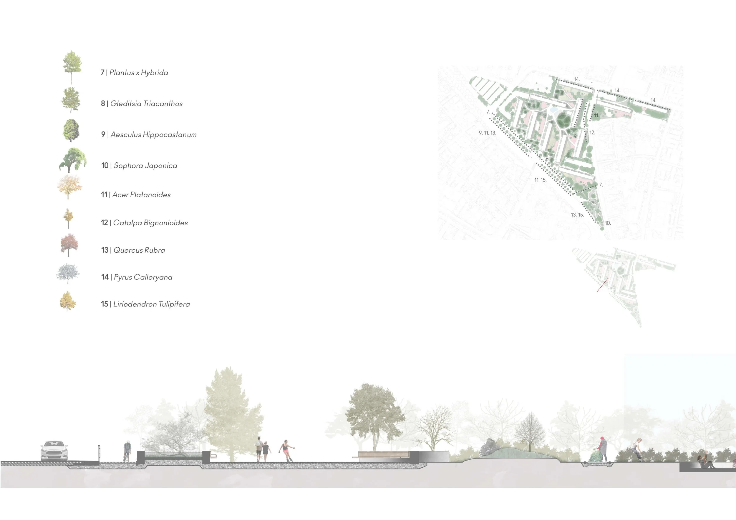 A detailed plan of an urban park with various trees, walking paths, and a section view showing people walking, sitting, and cycling, accompanied by a legend listing different tree species such as Botanic x Hybrida, Gleditsia Triacanthos, Aesculus Hippocastanum, and others.