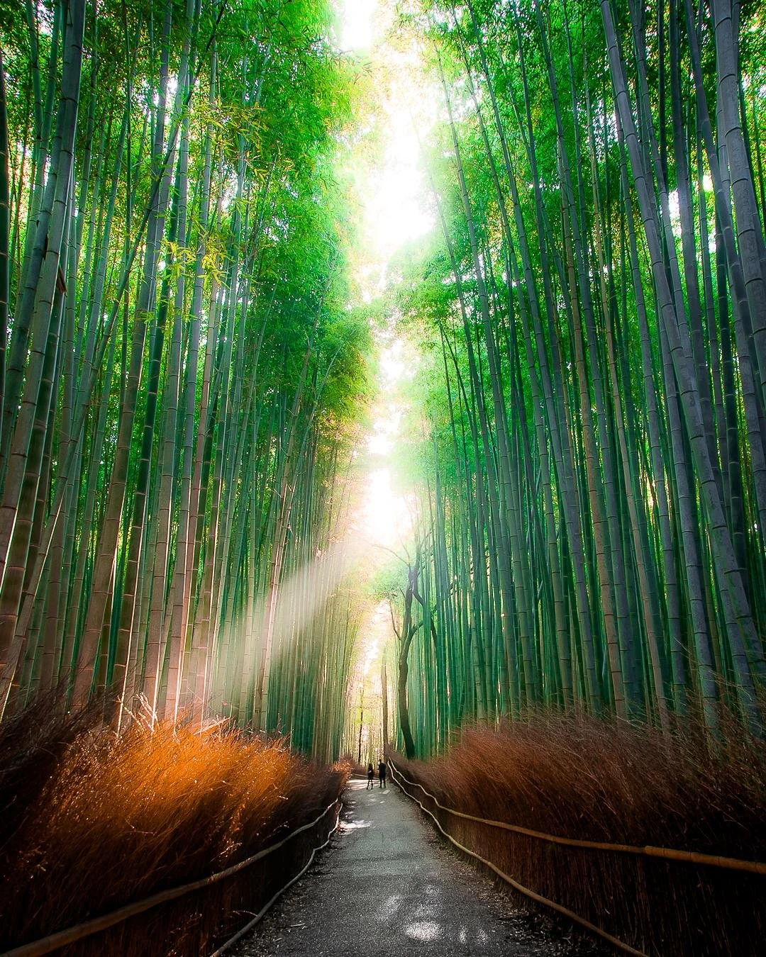 Bamboo.jpg