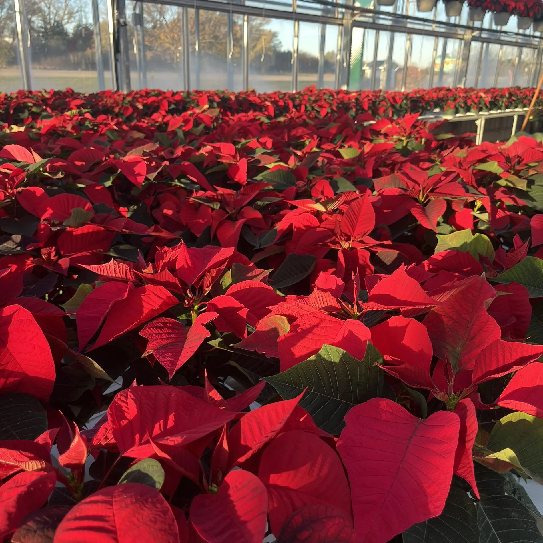 Poinsettia Fest