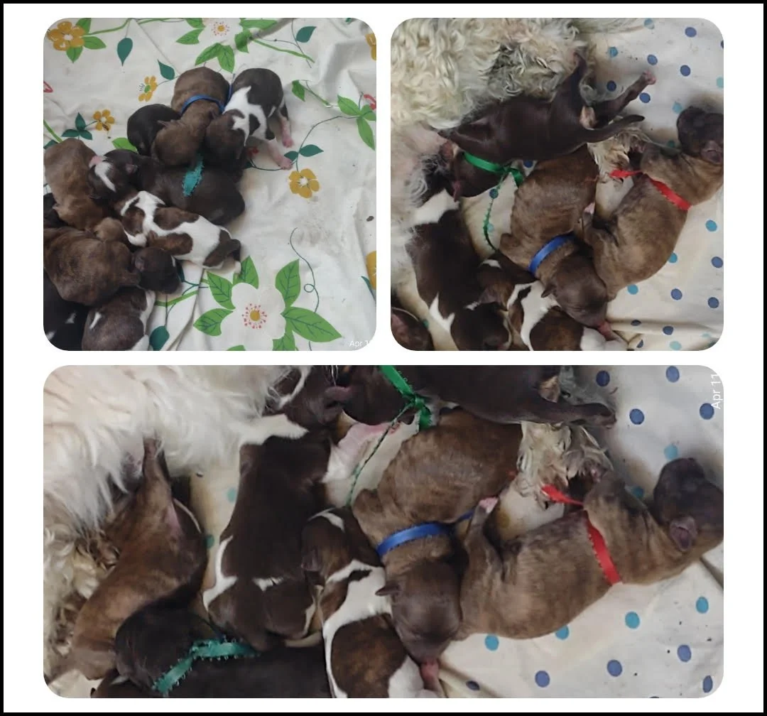 Puppies (Contact for available puppies)