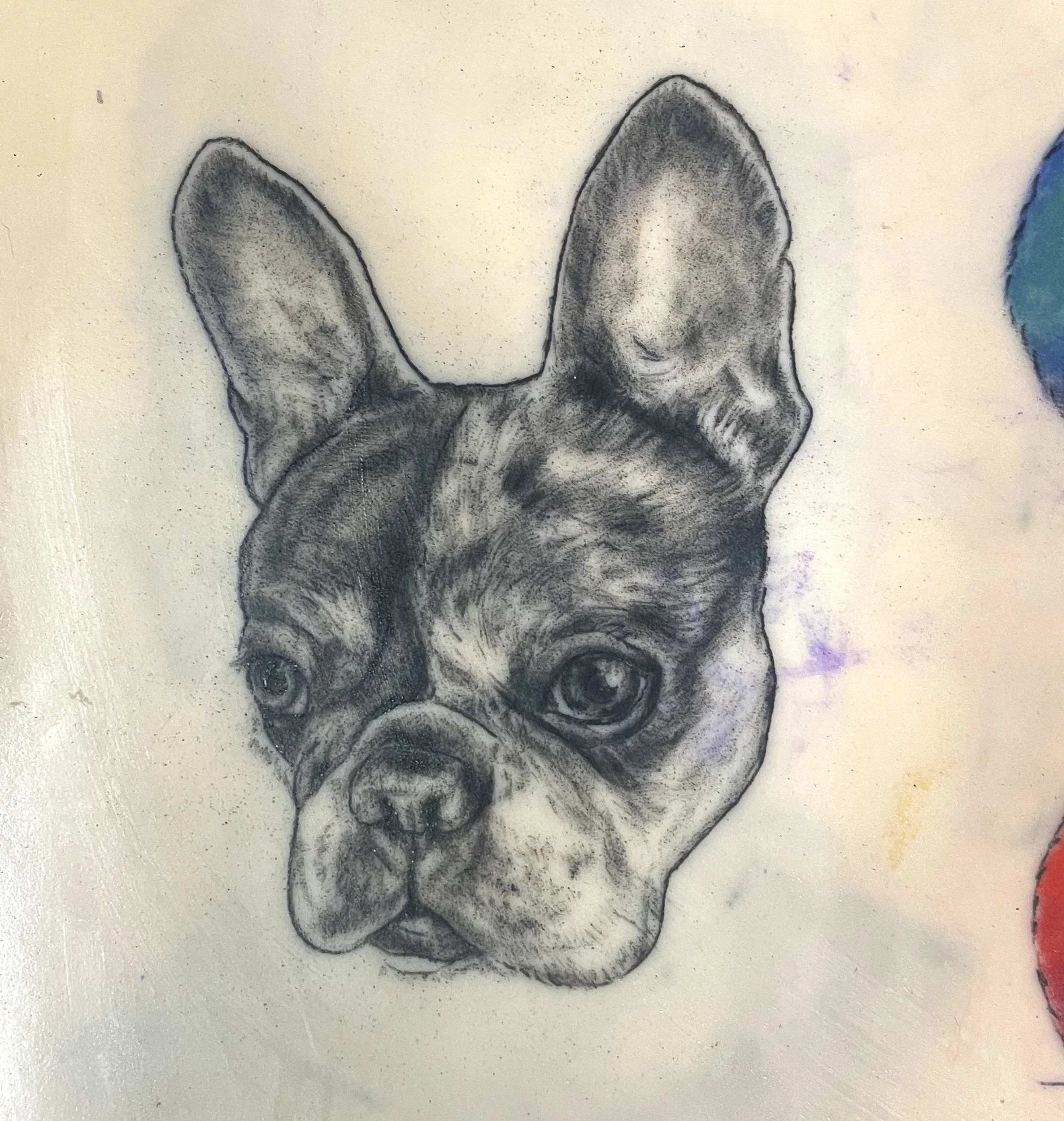 Realistic highly detailed french bulldog black and grey tattoo santa cruz female tattoo artist.