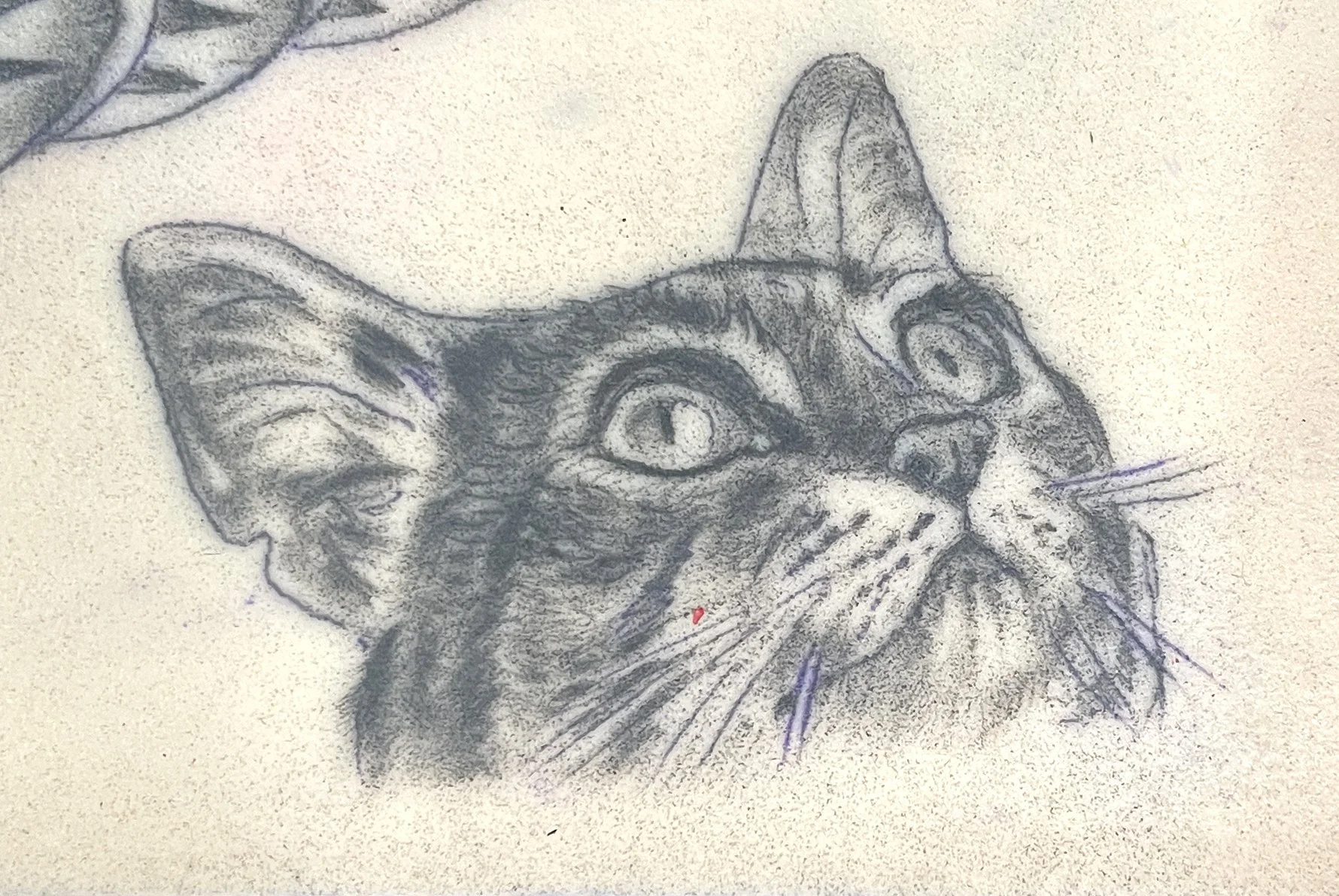 Sketch of a cat's face with detailed eyes, ears, nose, mustache, and whiskers, drawn on paper with shading and lines.