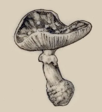 realistic highly detailed mushroom tattoo soft shading black and gray Santa Cruz female tattoo artist Wednesday Kirwan