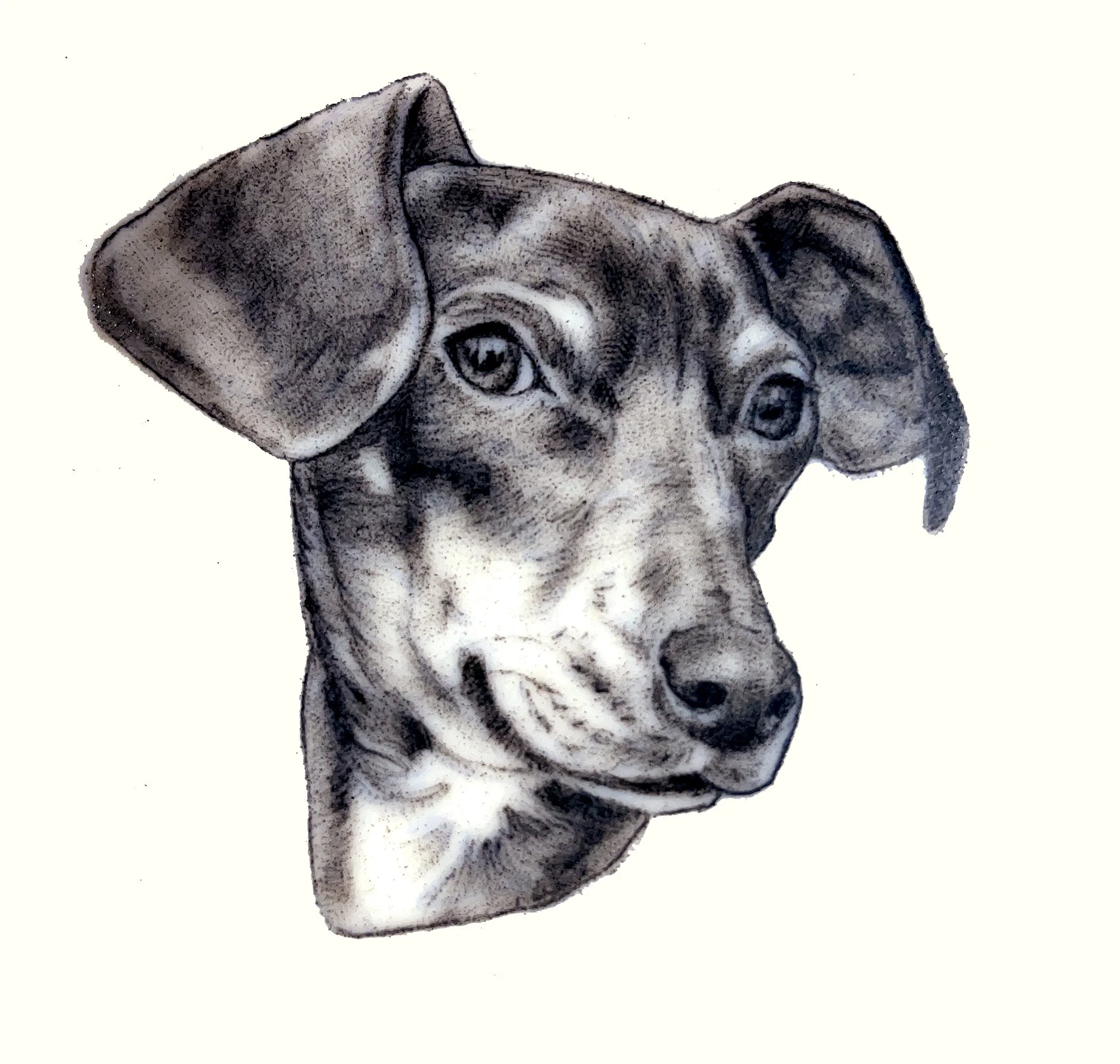 Realistic highly detailed tattoo pet portrait of a min pin dog tattoo Santa Cruz female tattoo artist fine line