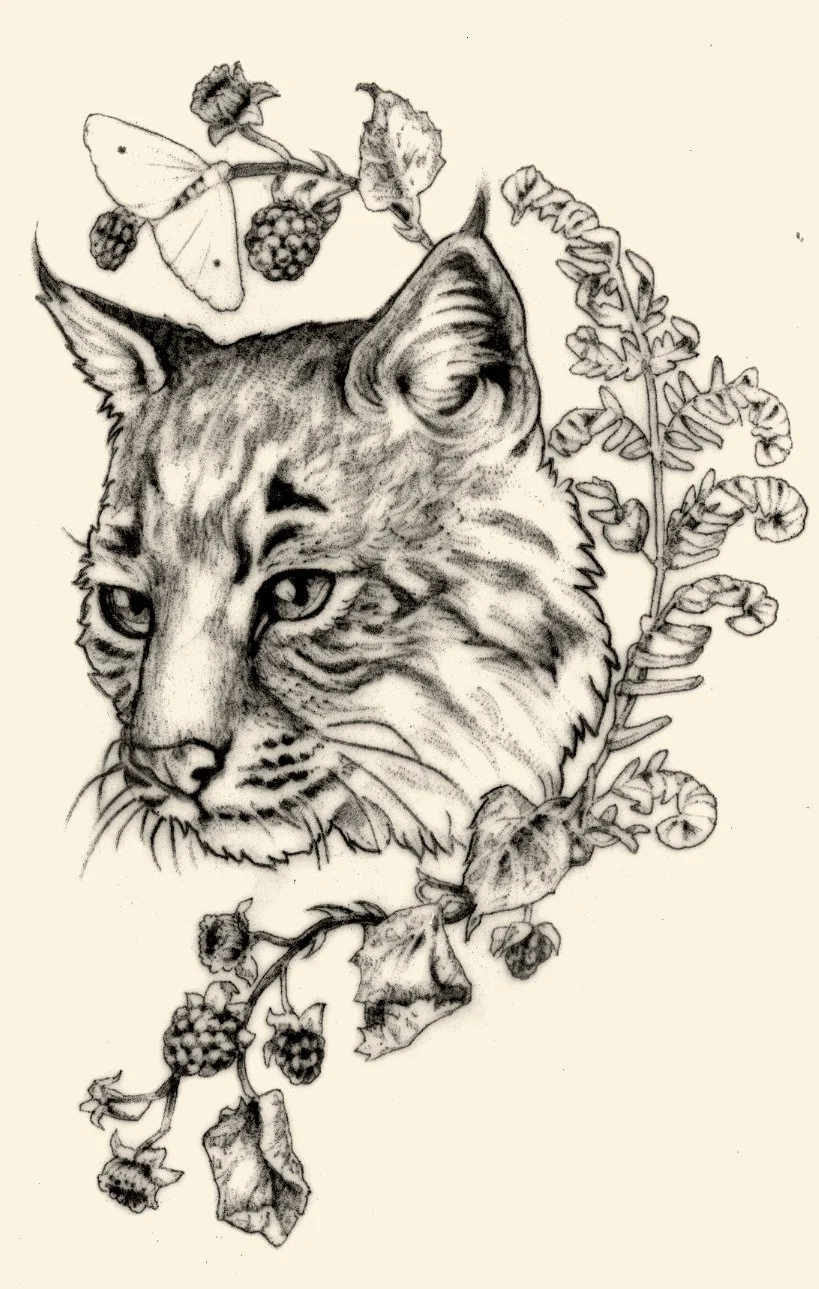 A detailed pencil sketch of a tiger's face surrounded by leaves and berries, with an insect perched on the top left branch.