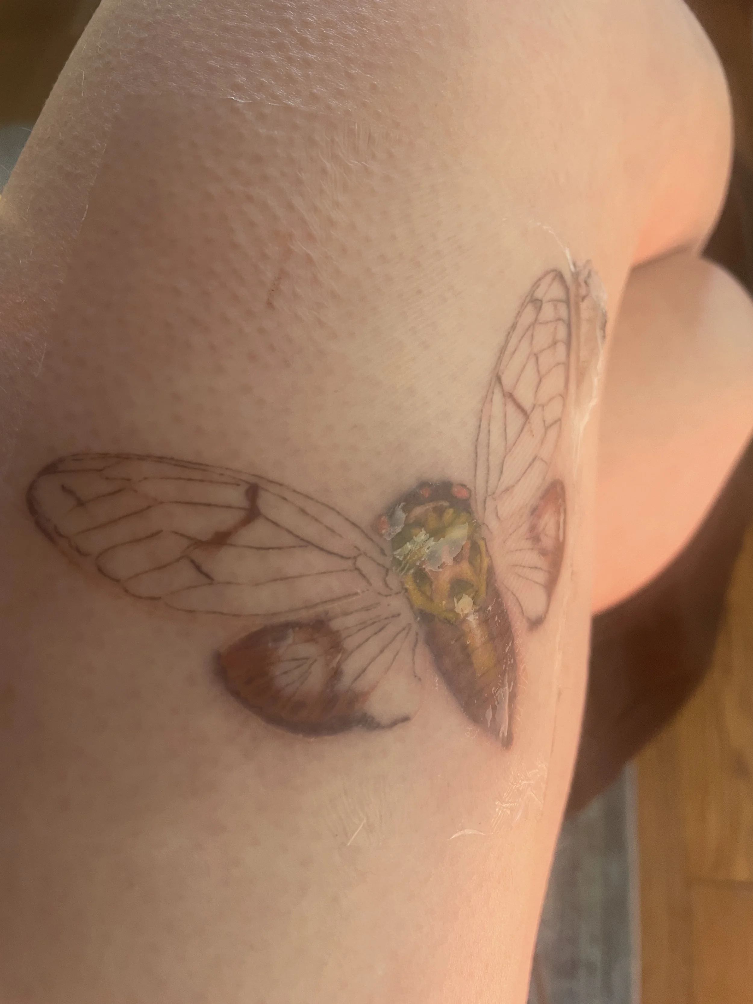 Color cicada tattoo fine line female artist Santa Cruz female tattoo artist
