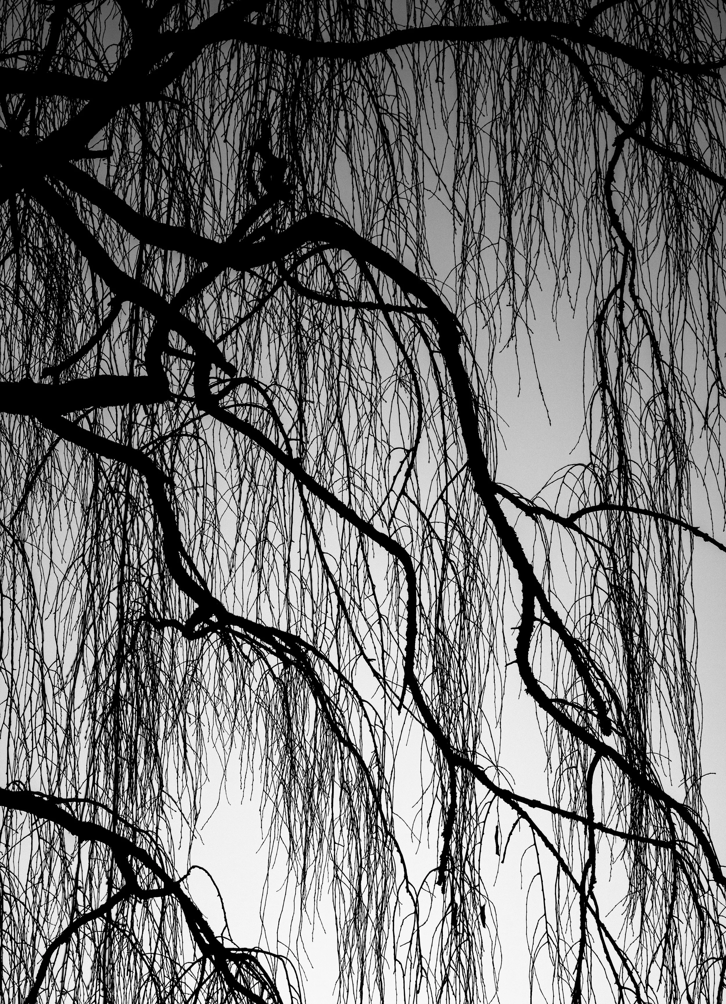 WeepinWillow copy.jpg