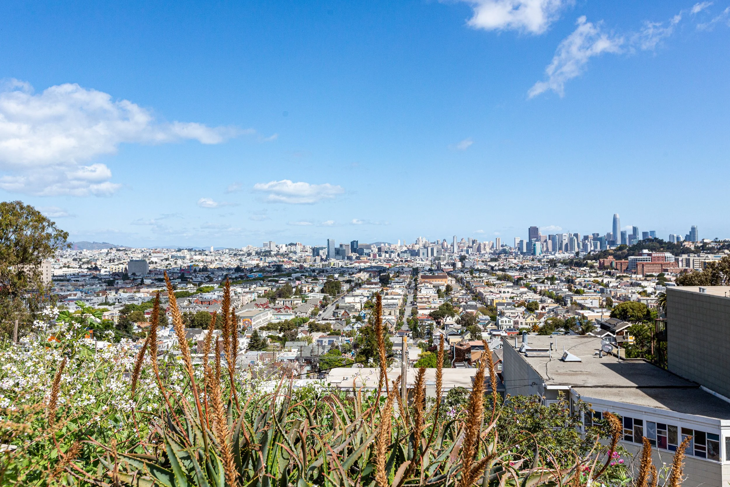 City skyline with buildings and blue sky, foreground with plants and trees.