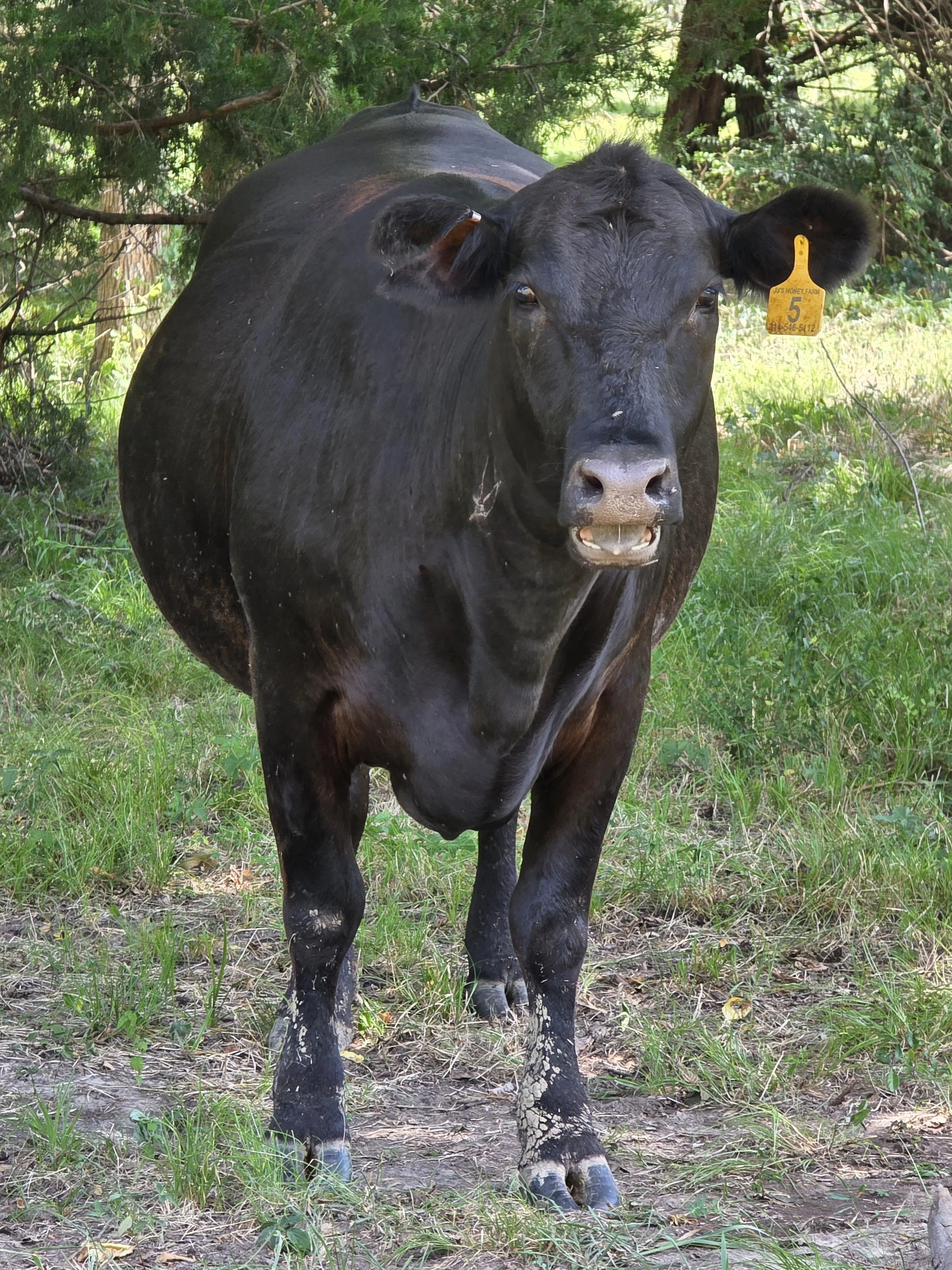 A black cow standing outdoors on grassy ground with trees in the background. The cow has a yellow ear tag marked '5'.