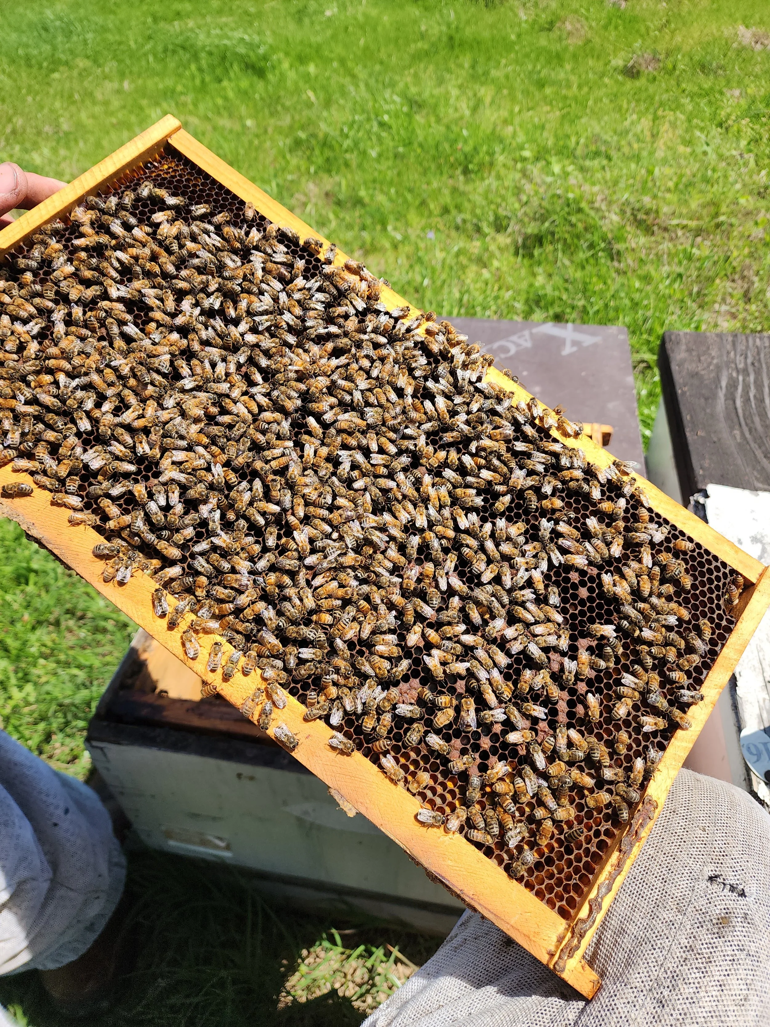 A beekeeper holding a frame filled with honey bees and honeycomb in an outdoor setting with green grass.