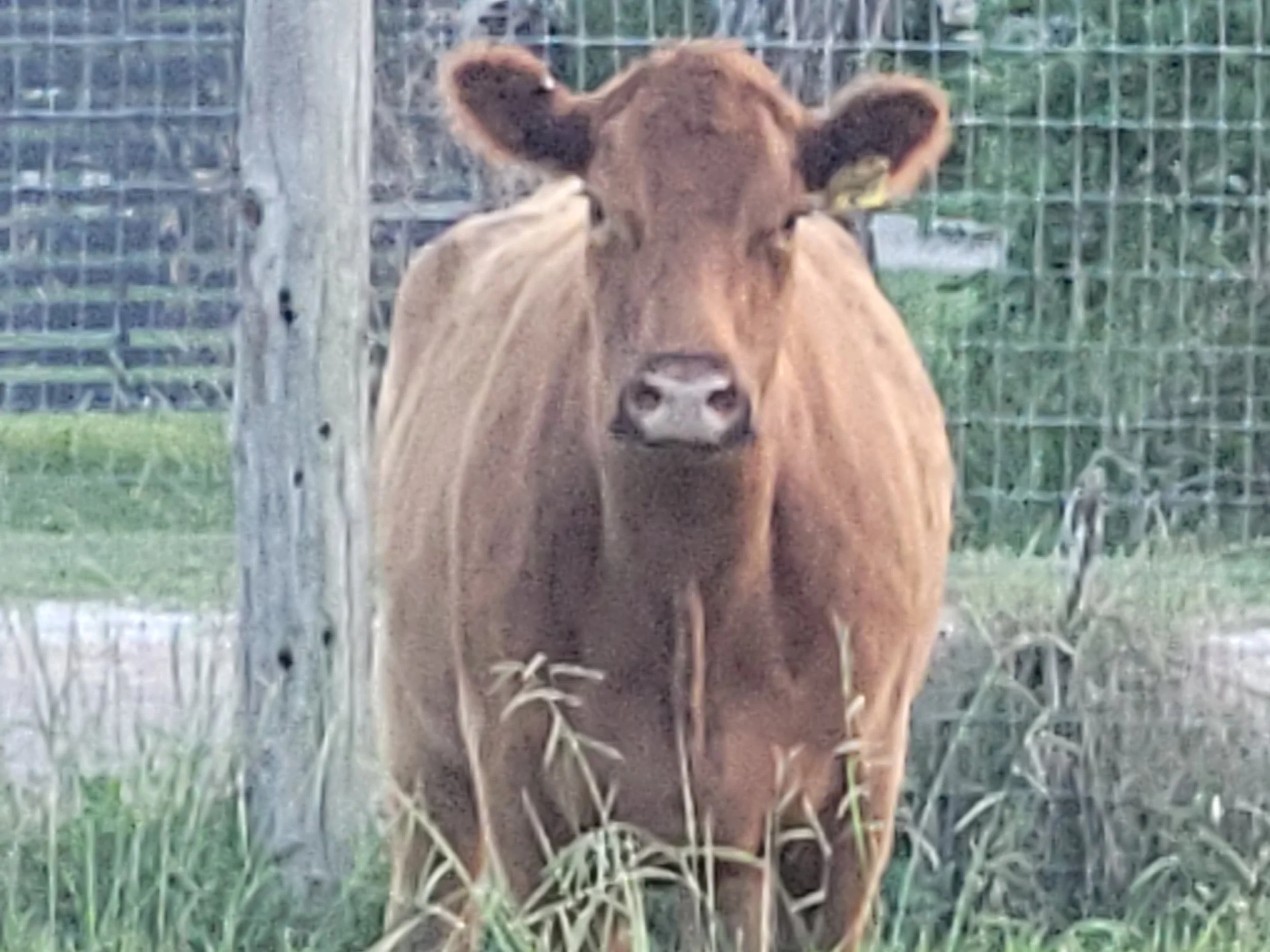 A brown cow standing behind tall grass and a wooden fence with wire mesh, facing forward in a yard.