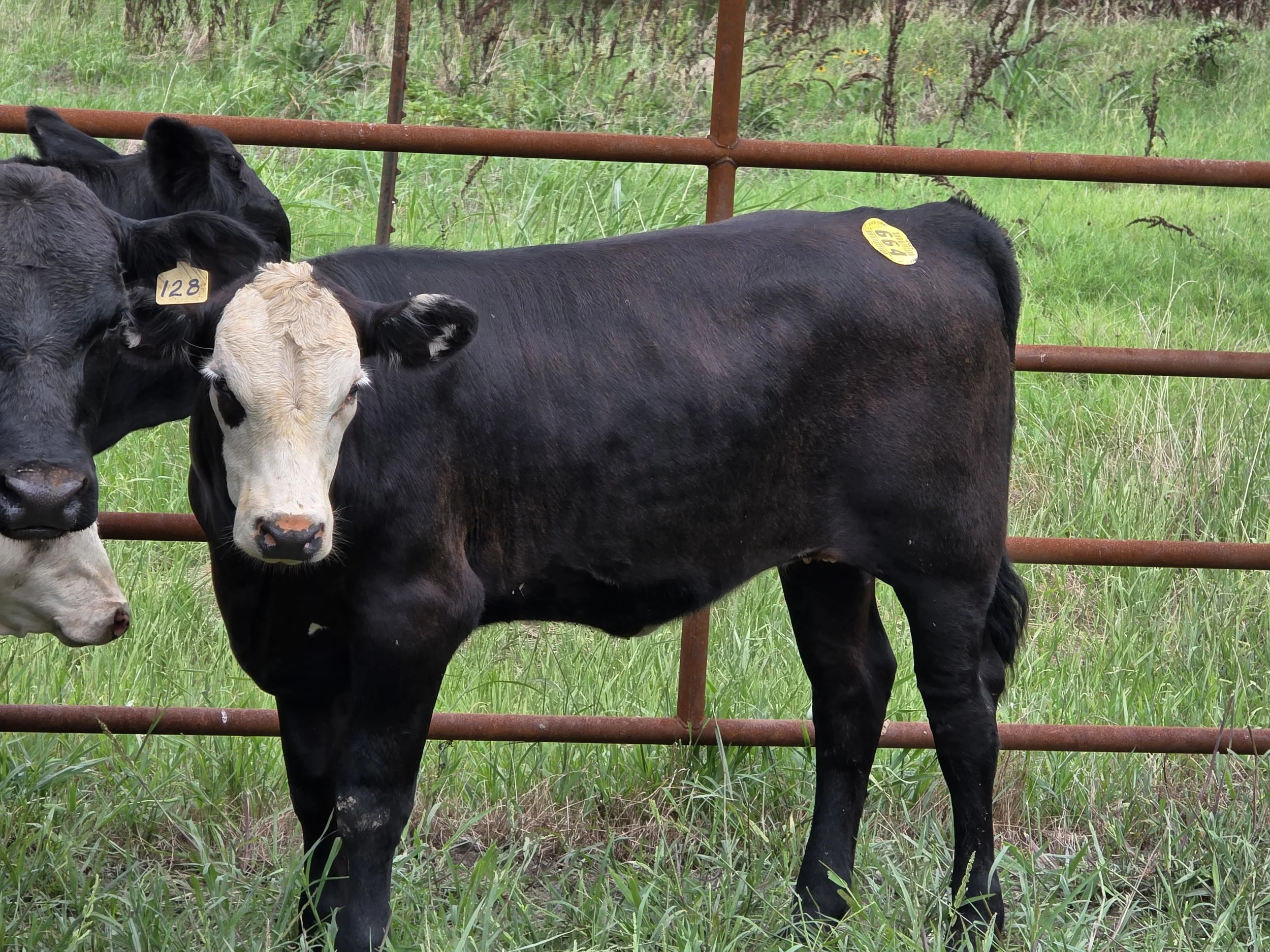 Three cows standing outside behind a metal fence on a grassy field, one black and white calf in the center, two black cows on either side.