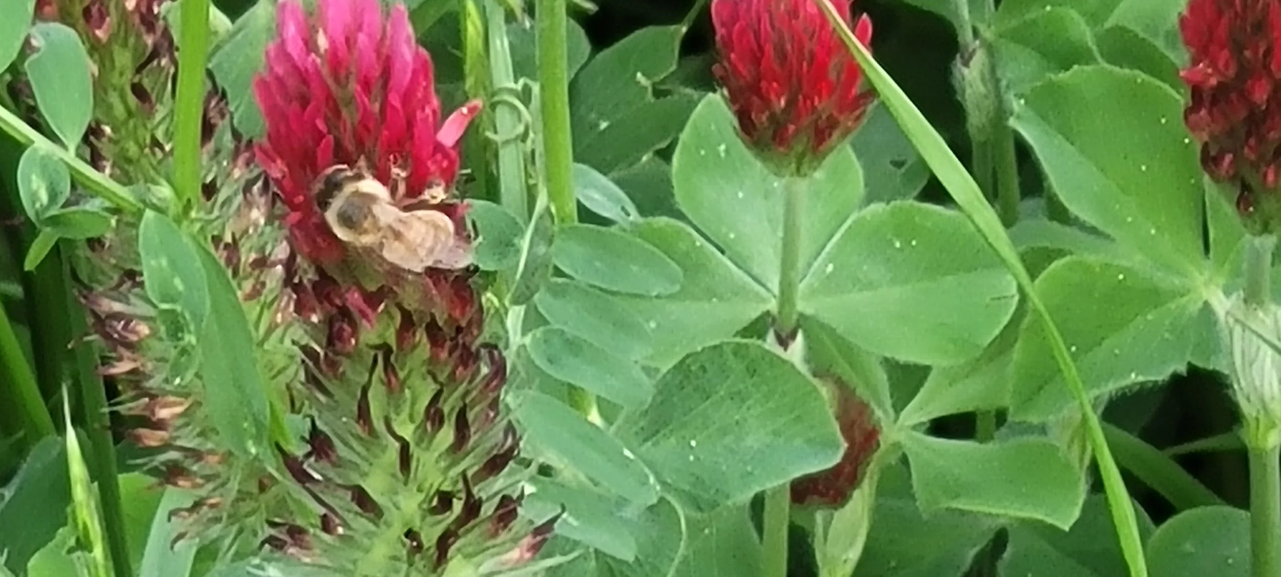 A bee collecting nectar from a red clover flower amidst green leaves and grass.