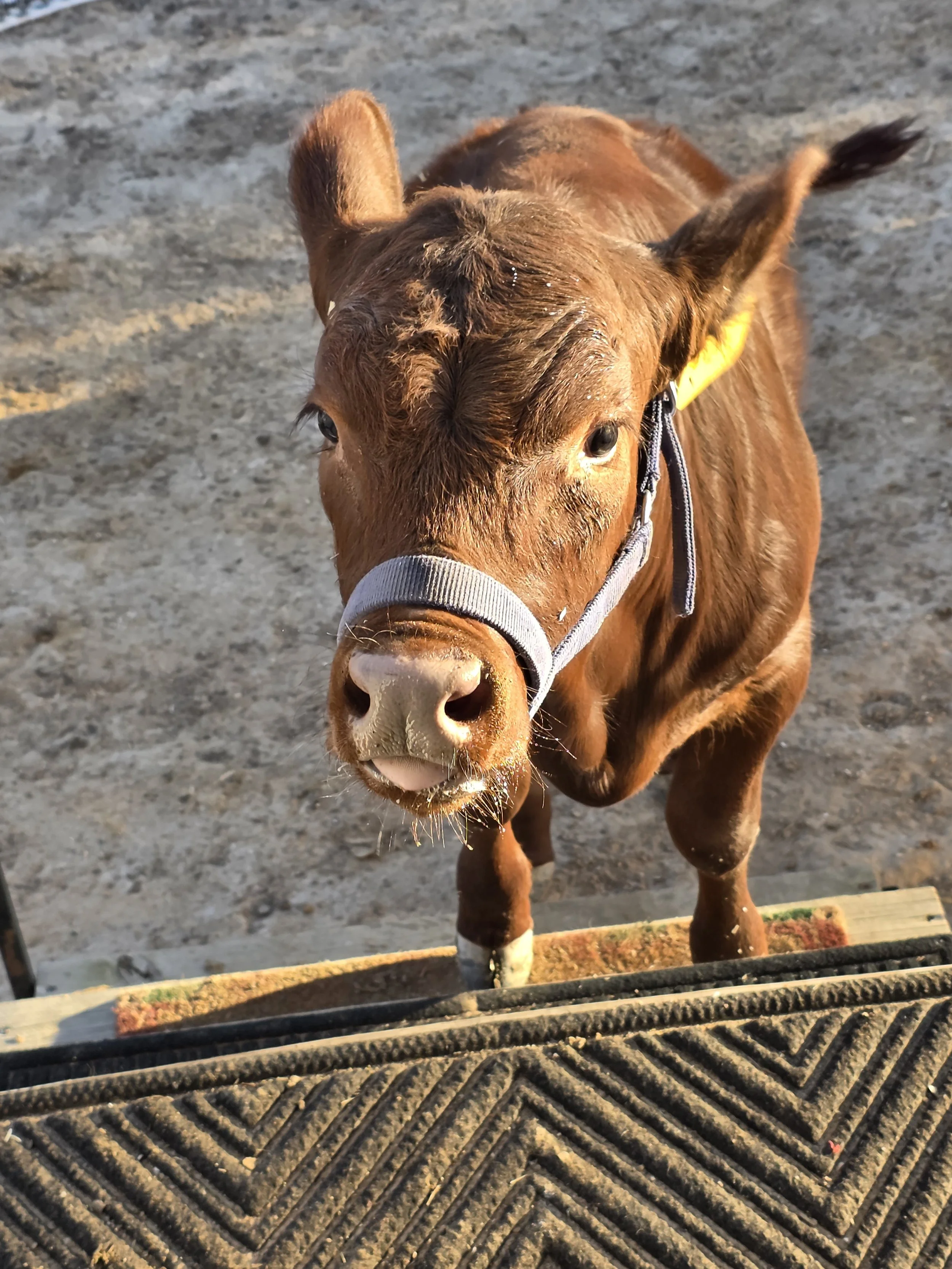 Young brown calf with a gray halter stands outside on a dirt ground, looking up at the camera with sunlight illuminating its face.