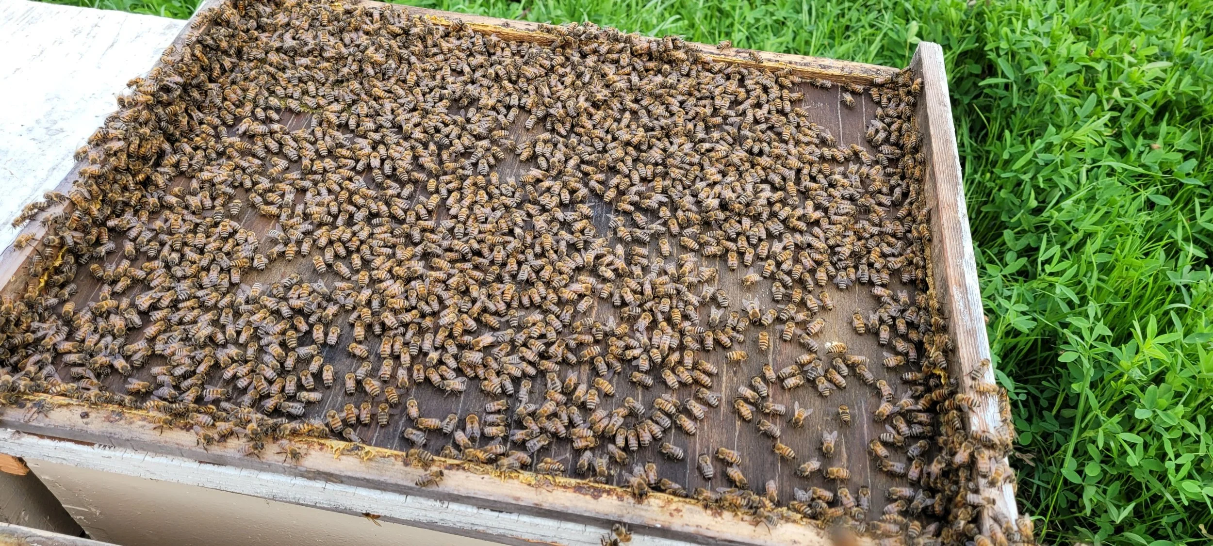 Honey bees on a wooden beekeeping frame with green plants in the background.