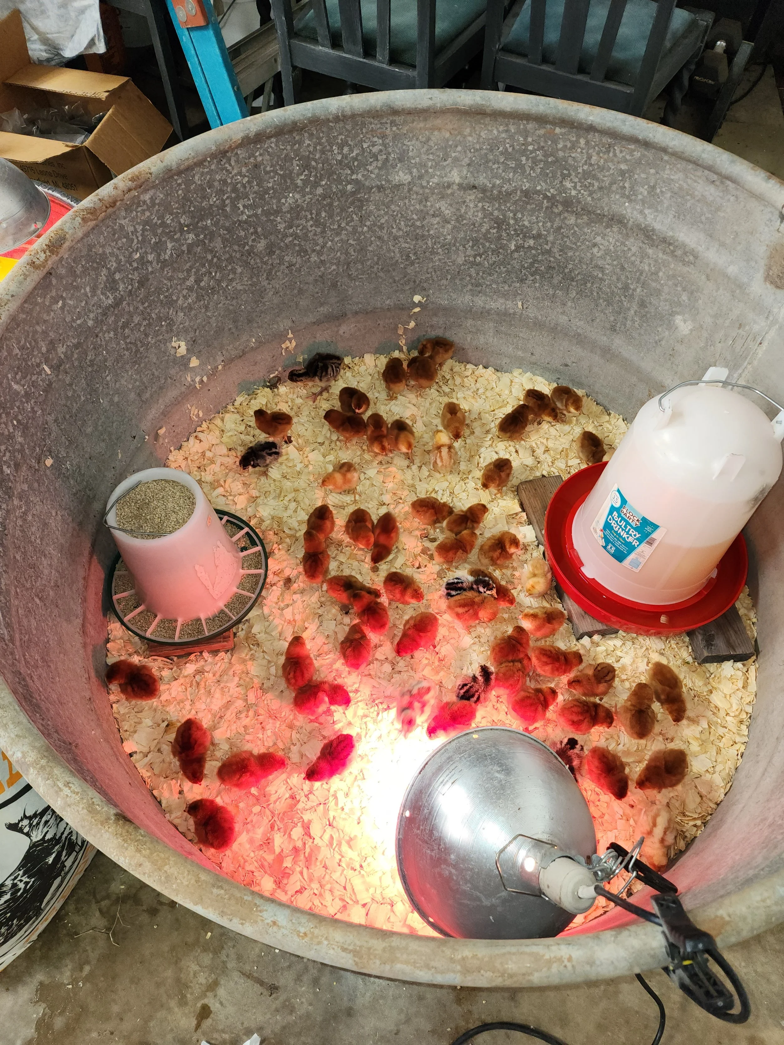 A large metal brooder with many baby chicks, some black and some yellow, illuminated by a red heat lamp. There is a white water feeder and a feed dispenser inside the brooder.