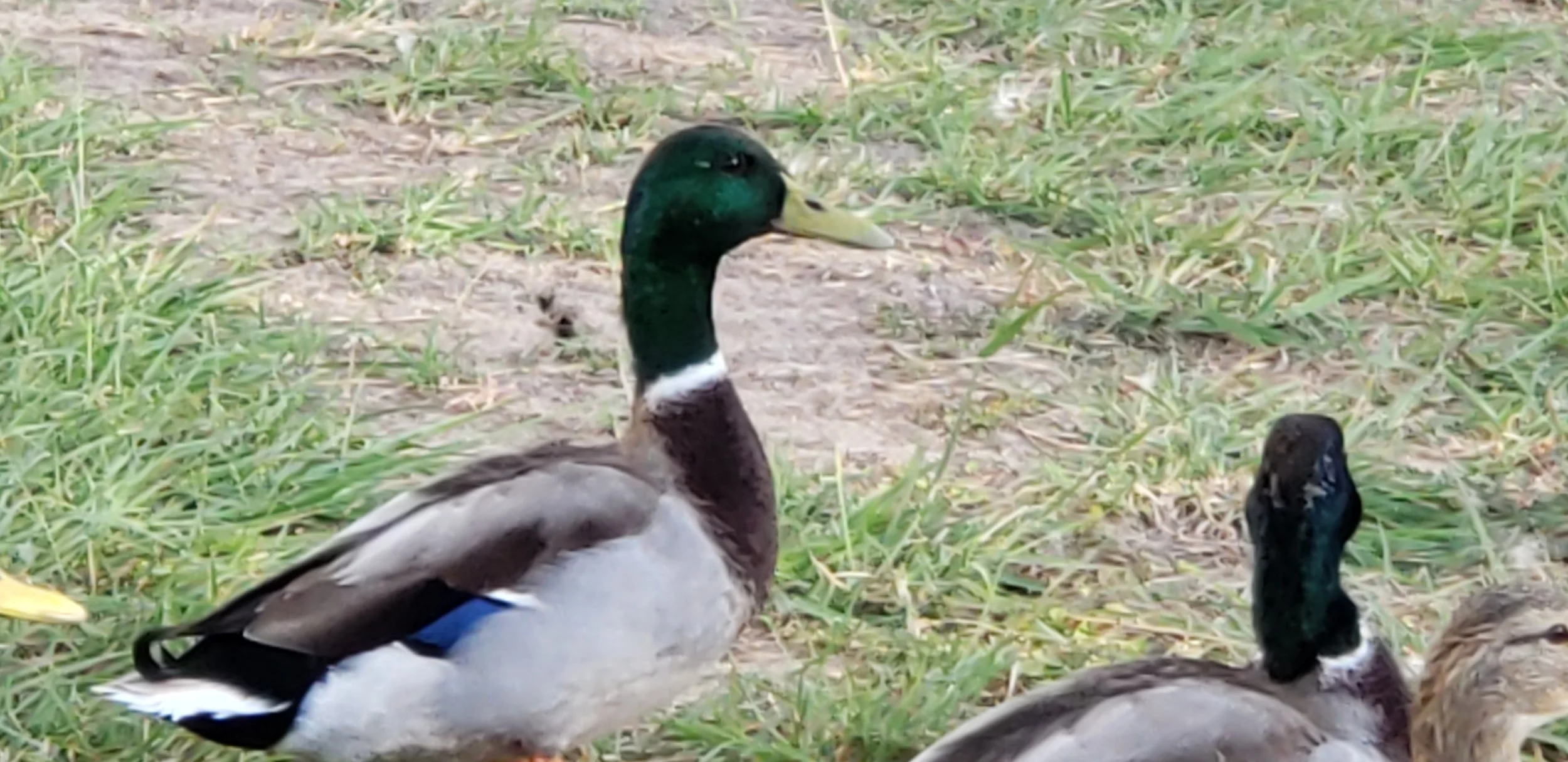 Two ducks standing on grass and dirt ground, one with a green head and brown body, the other with a darker head and partially visible body.