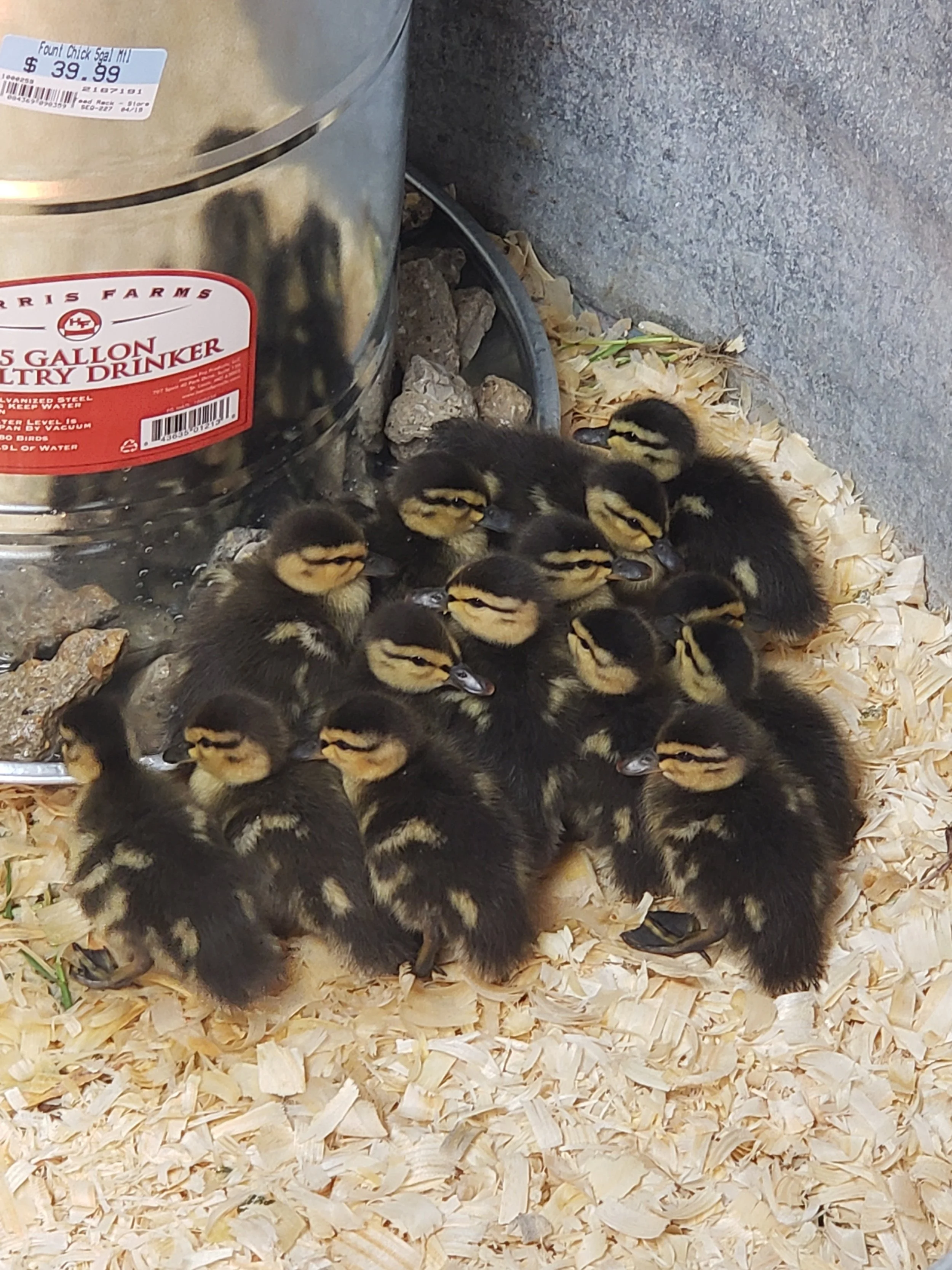 A group of ducklings with yellow and black striped markings on their head and back, gathered together on wood shavings near a metal water container at a farm or pet store.