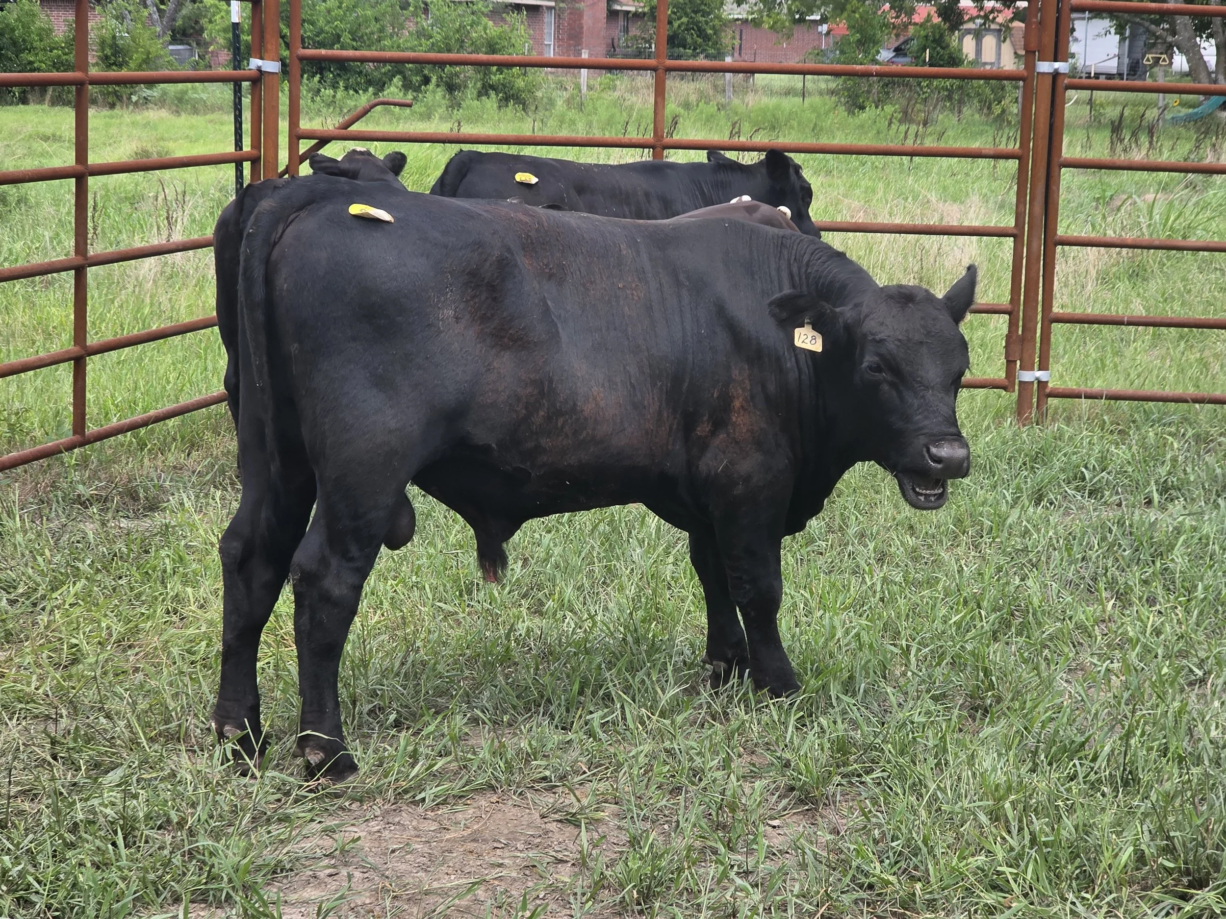 A black calf standing on grass in a fenced area with other cows in the background.