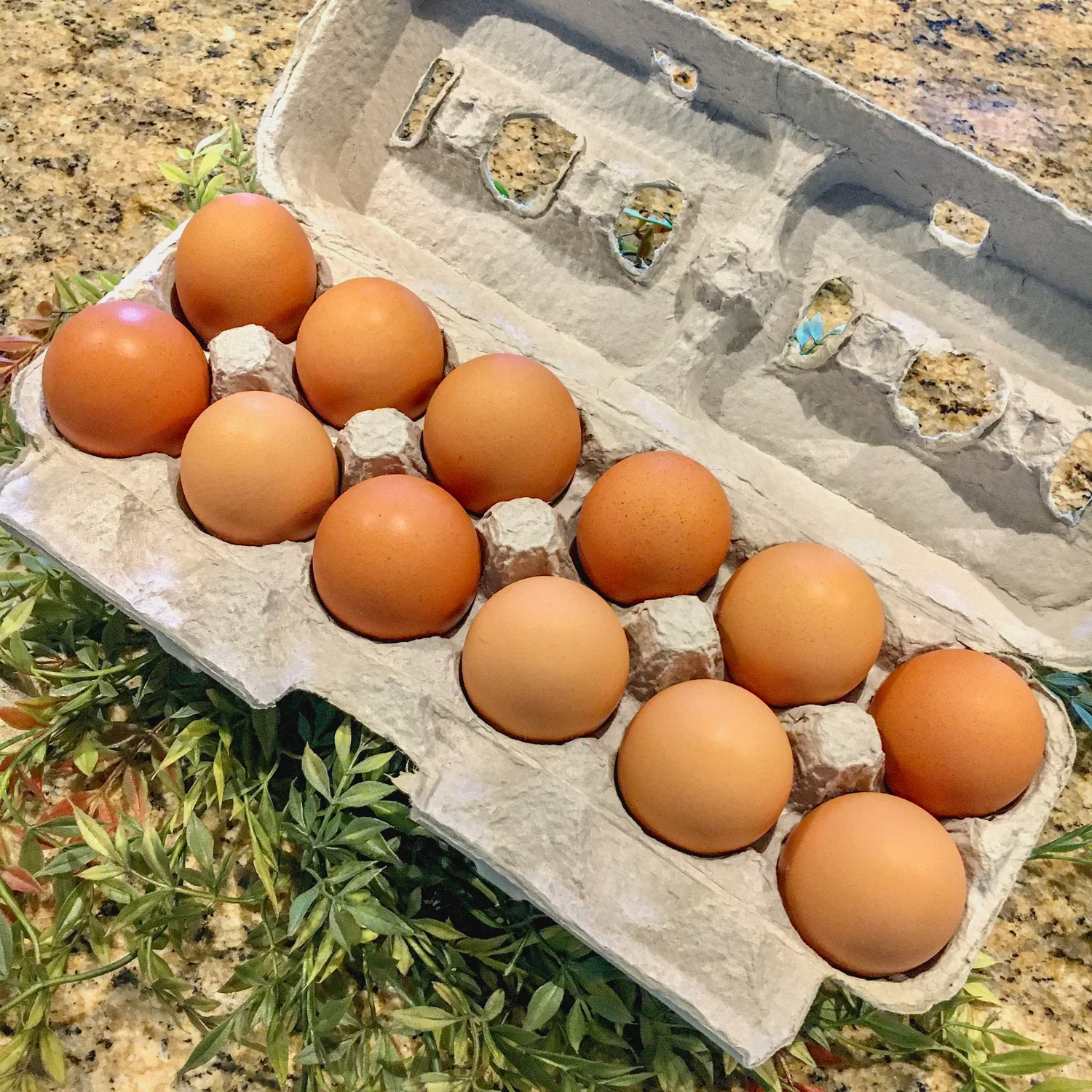 A dozen brown eggs in an open cardboard egg carton on a granite countertop, with some green plants around the carton.