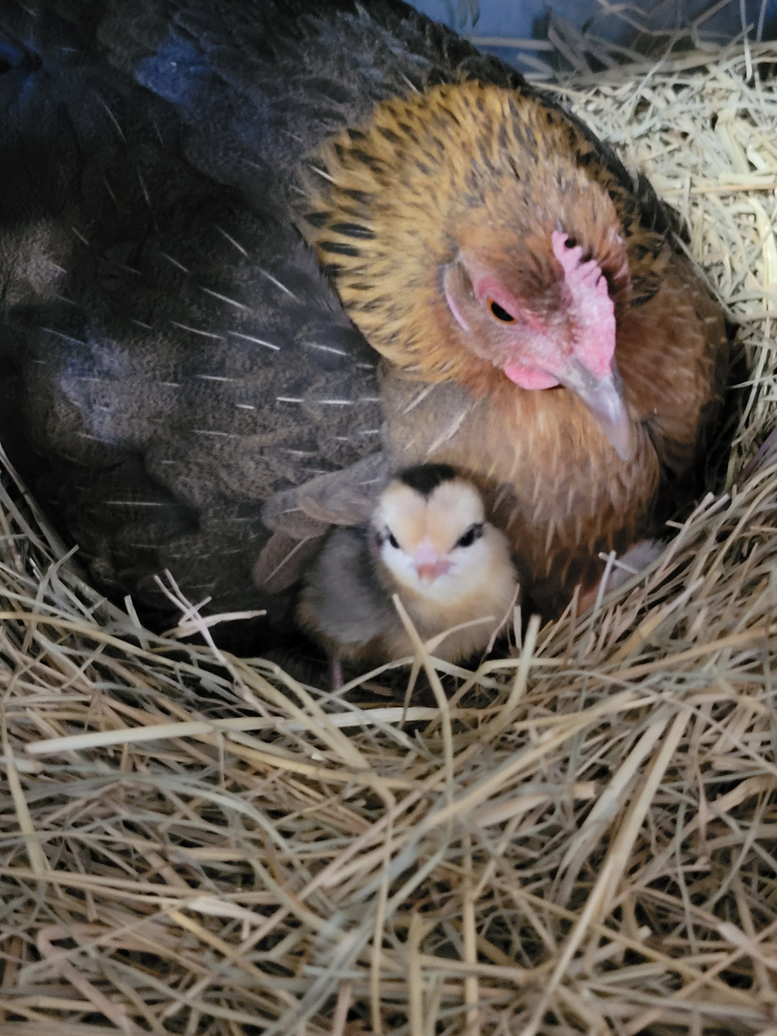 A hen and a small chick in a nest made of straw, with the hen appearing to protect the chick.