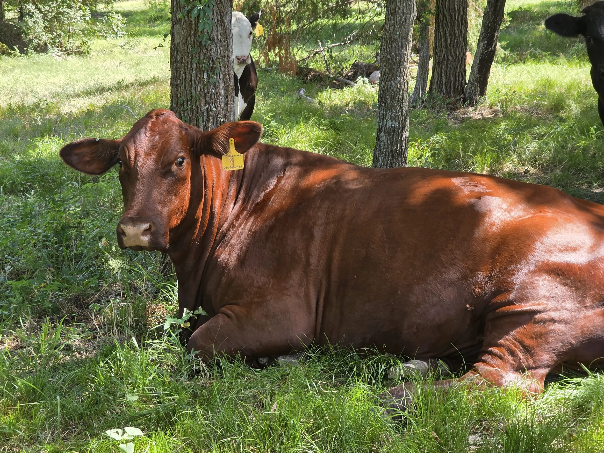 A brown cow lying on grass in a wooded area, with other cows partially visible in the background.