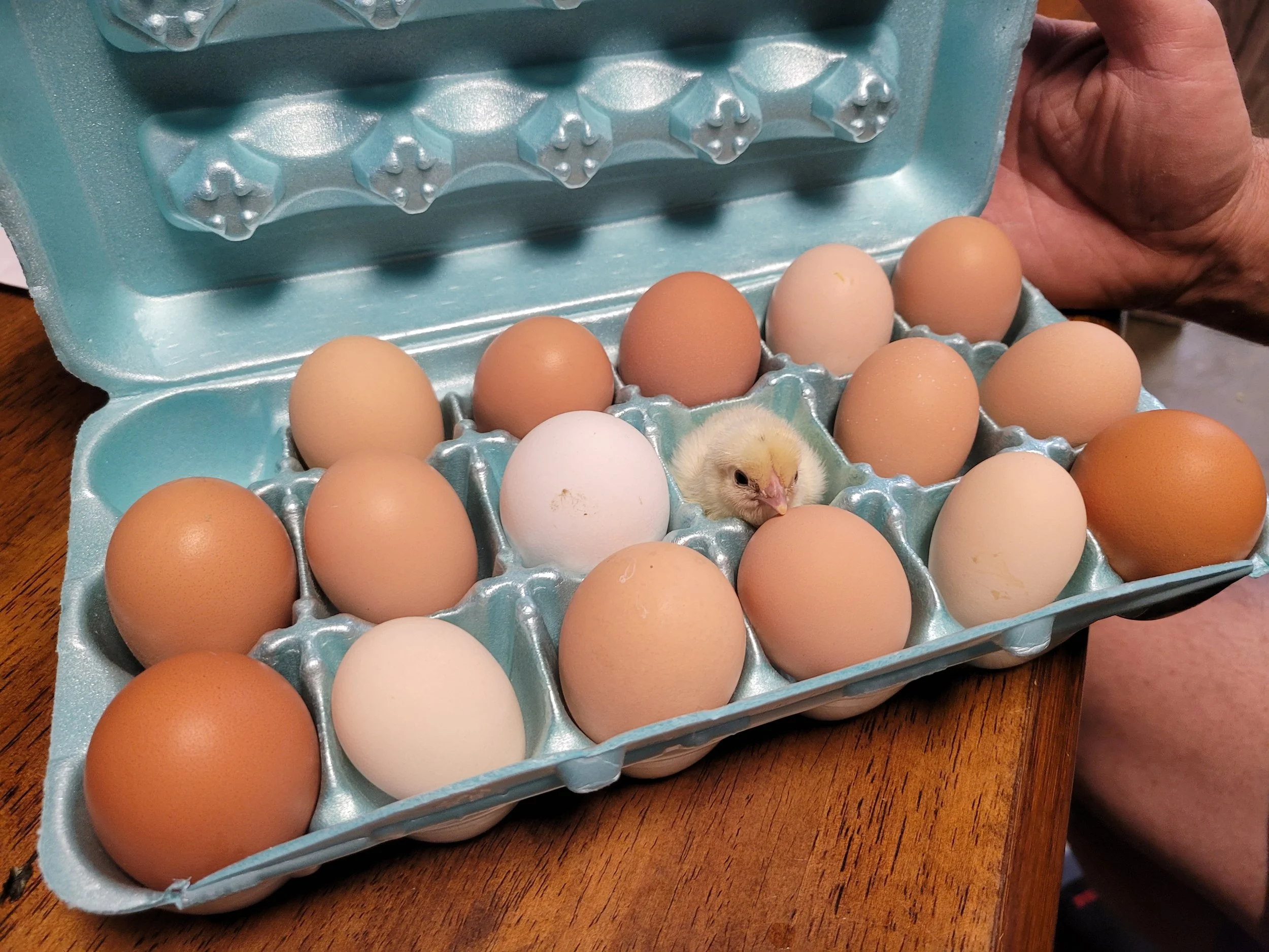 A dozen eggs in various shades of brown and white in a blue egg carton on a wooden surface, with a small chick nestled among the eggs.