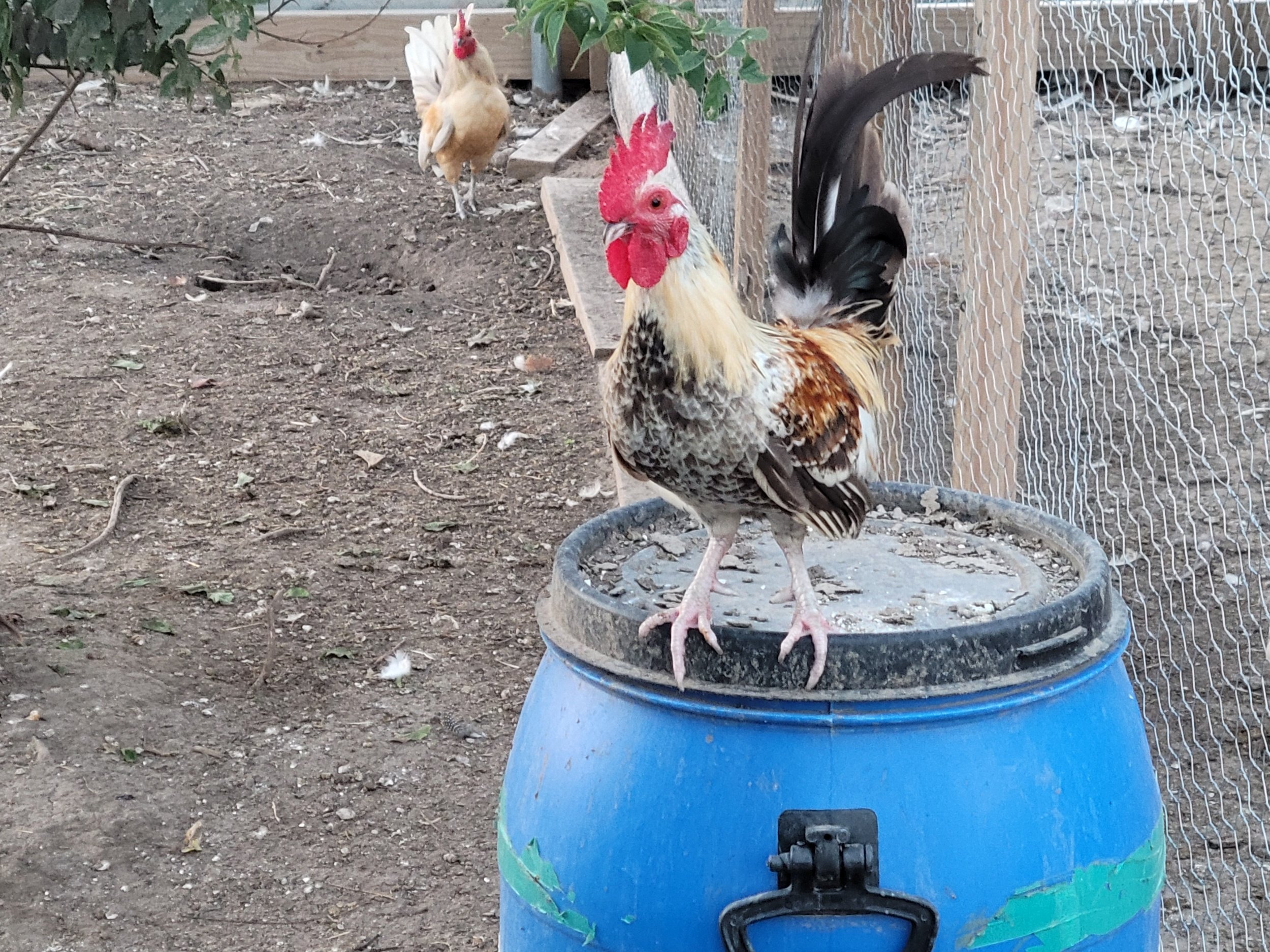 A rooster standing on top of a blue barrel in a dirt yard, with a hen in the background near a wooden and wire fence.
