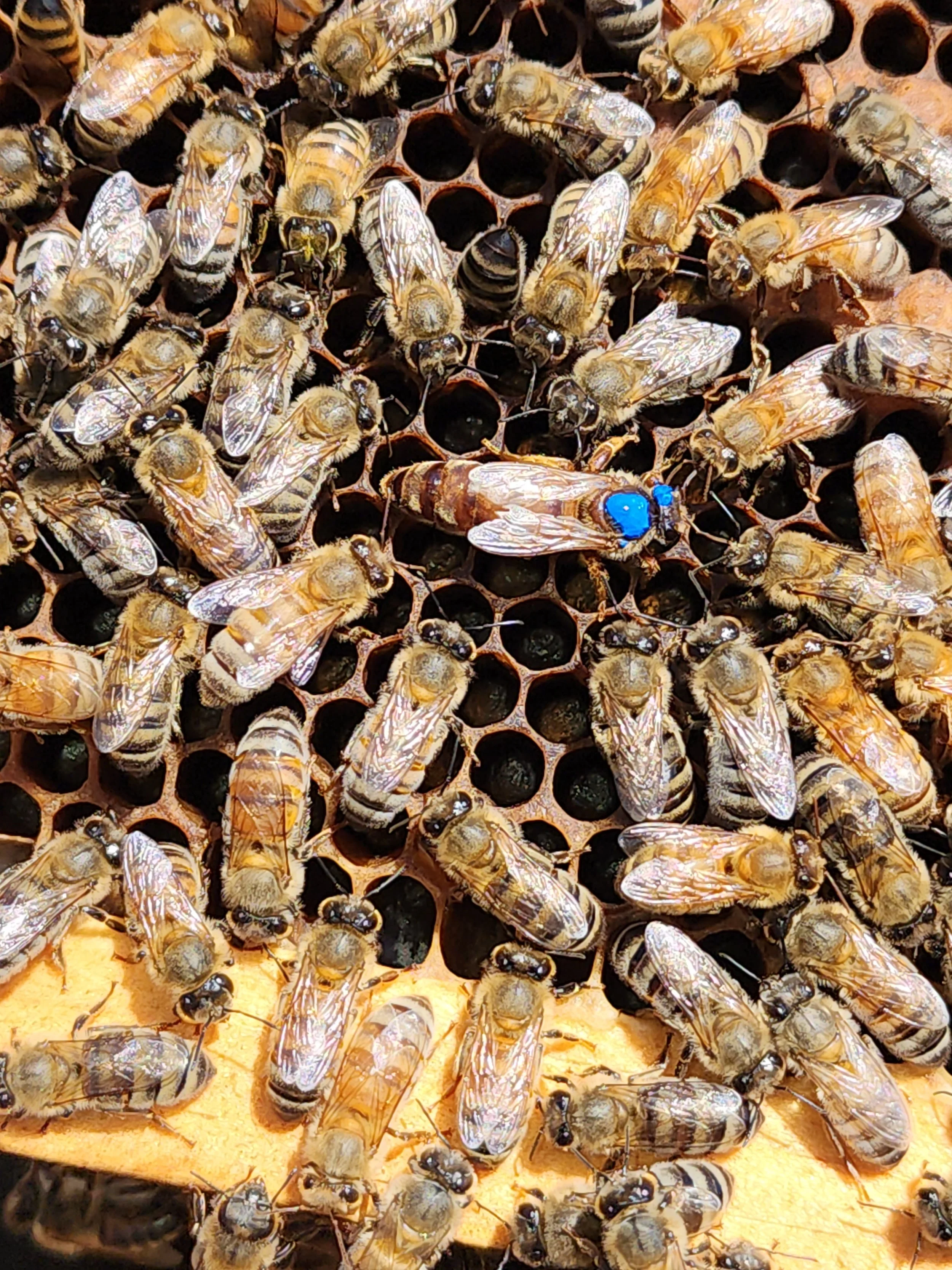 Close-up of honeybees on a hive, with one bee marked with a blue dot.