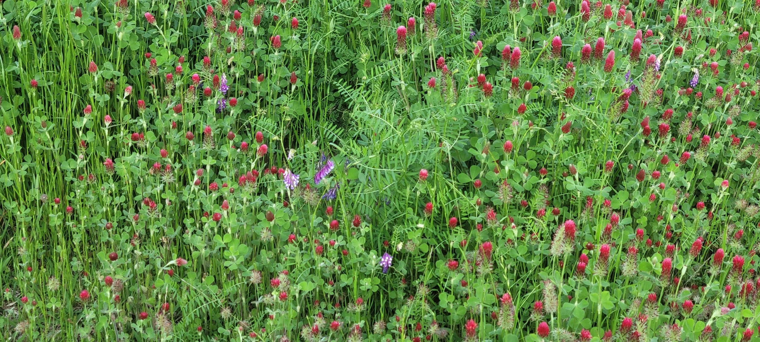 A lush green field filled with various wildflowers, predominantly red clover, with a few purple flowers scattered.