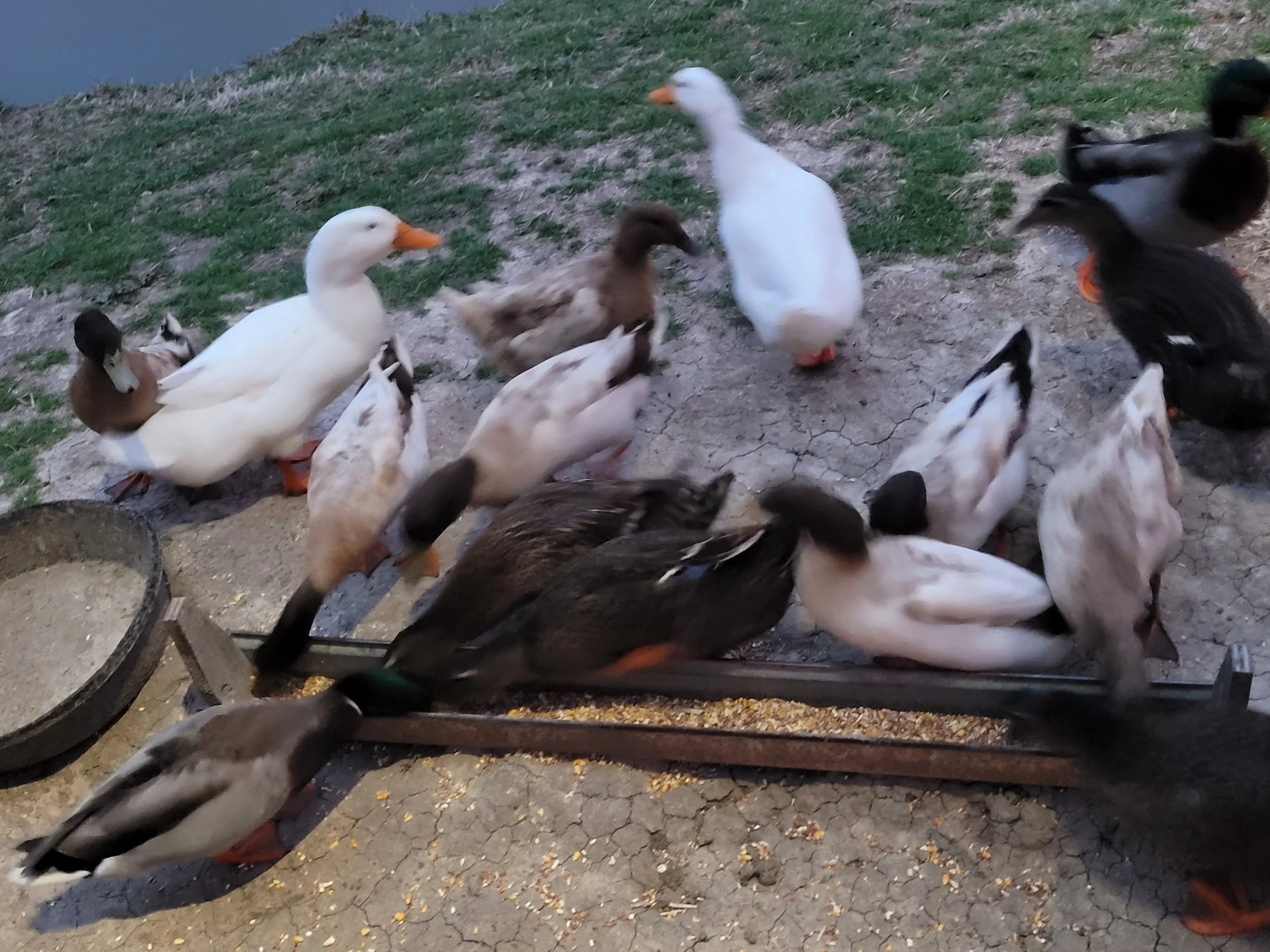 A group of ducks and geese feeding on a dirt and grass area near a grain feeder.