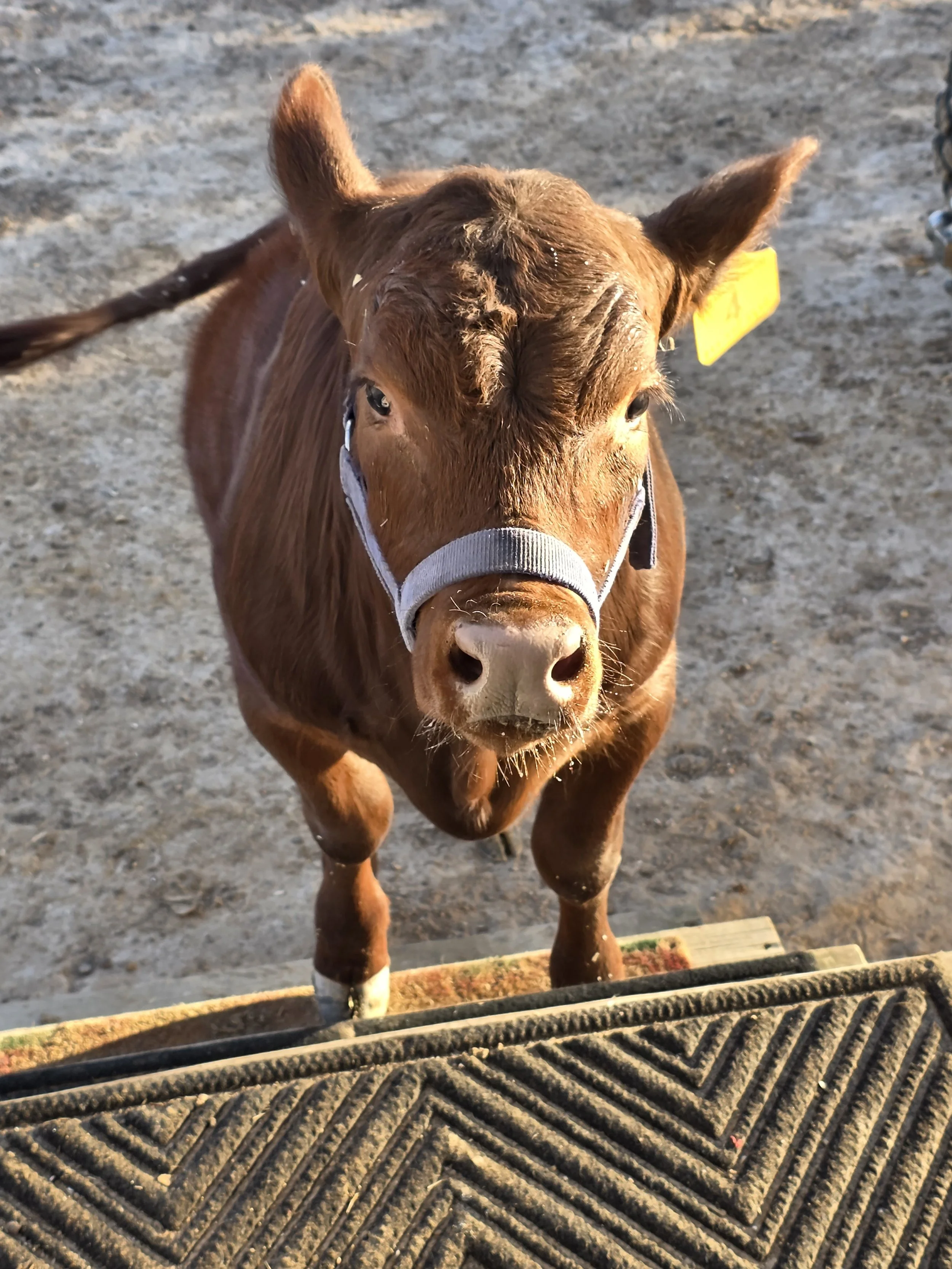 Young brown calf standing outdoors on a dirt ground, looking up at the camera, with a gray halter around its head.