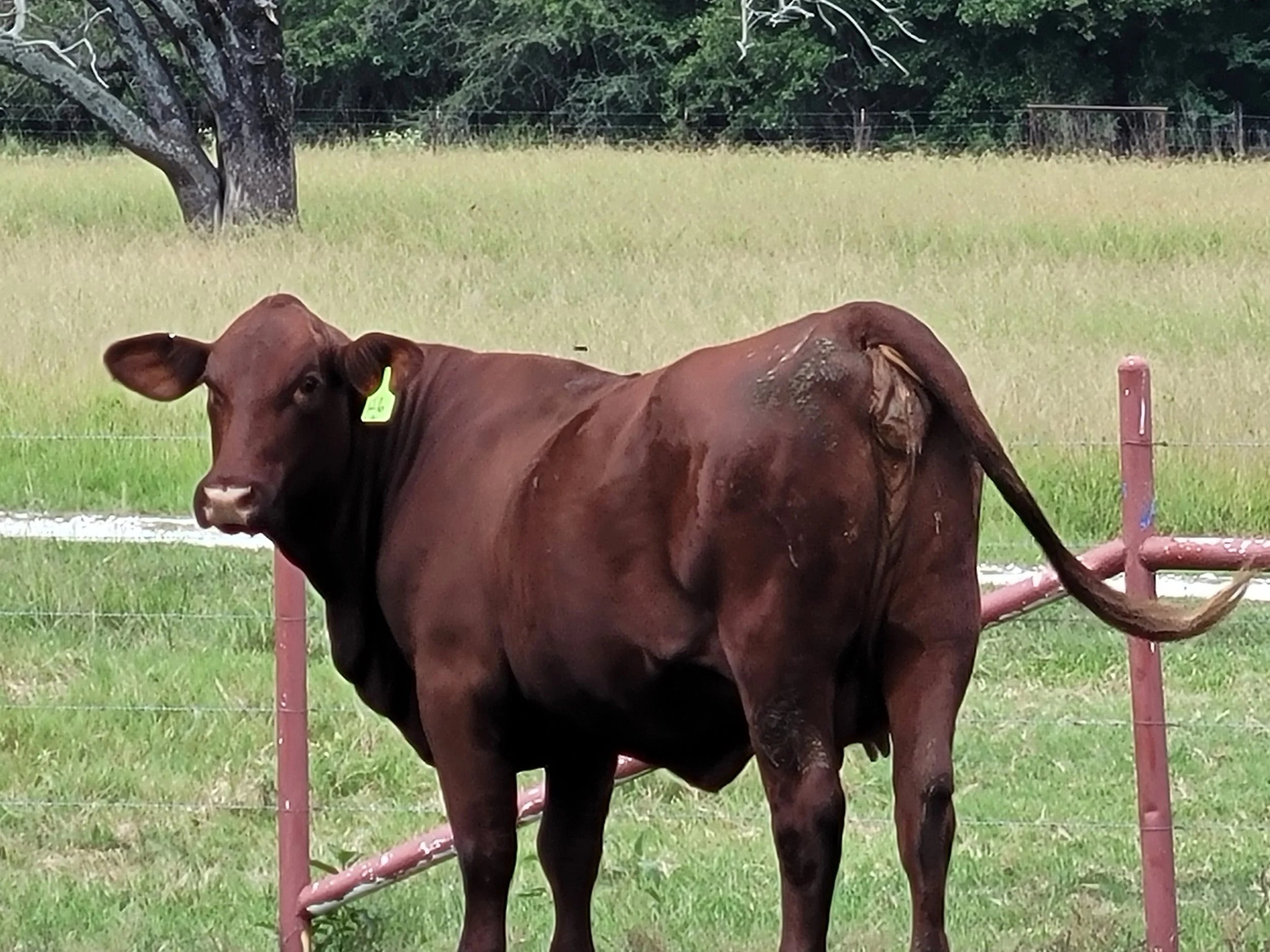 A brown calf standing in a grassy field behind a pink wire fence, with trees and a green field in the background.