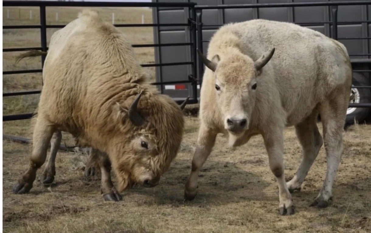 The White Buffalo Trading Post