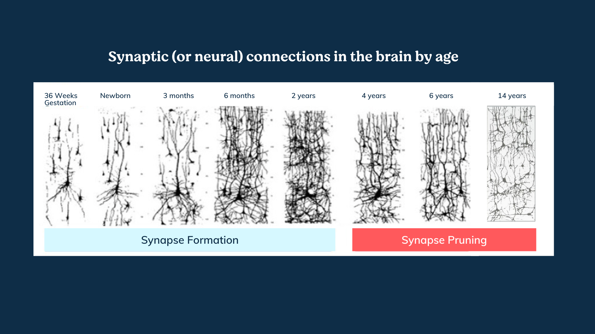 What’s Really Happening In My Child’s Brain?