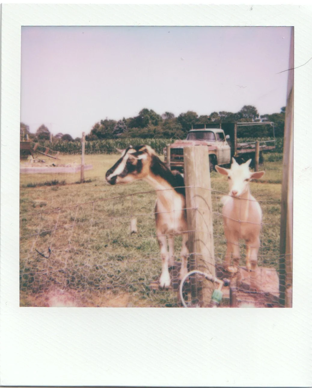 hamptons august 4.jpg