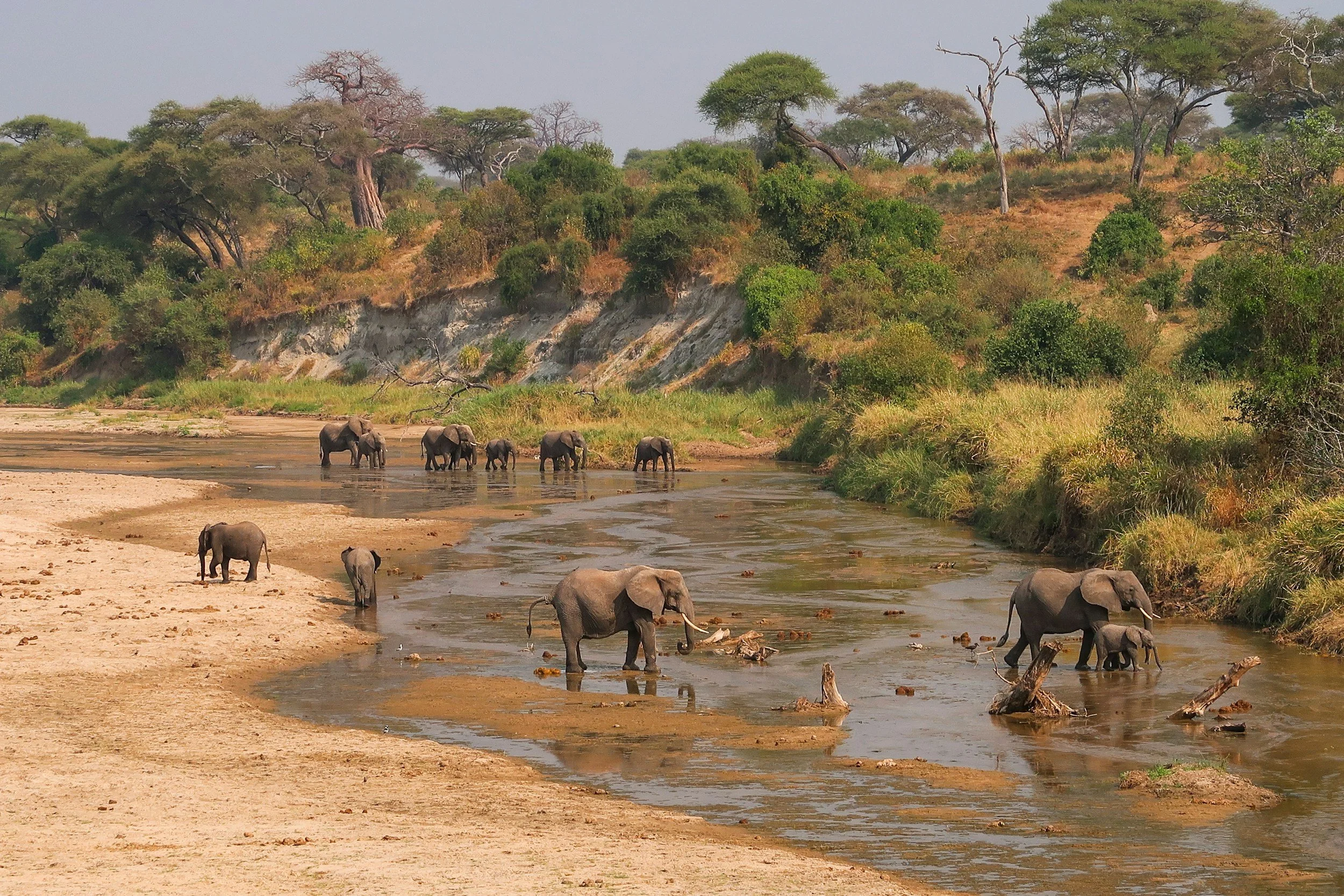 Elephants standing and walking in a river with trees on the riverbank in the background.