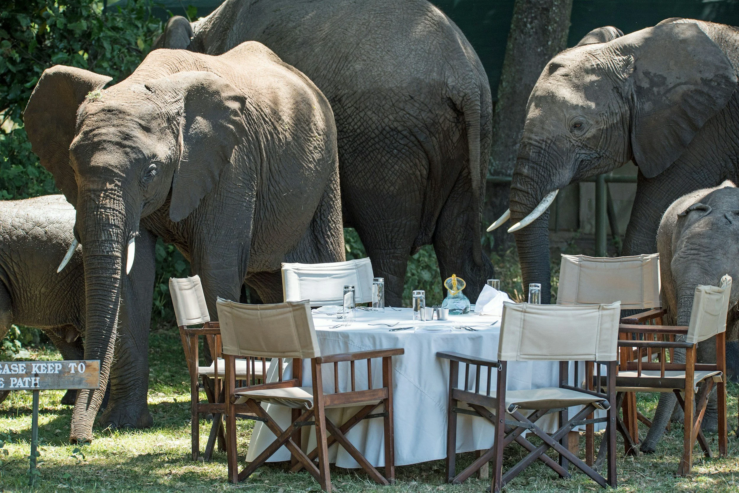 Several elephants gathered around a dining table set with white tablecloth, glassware, and utensils, in an outdoor setting.