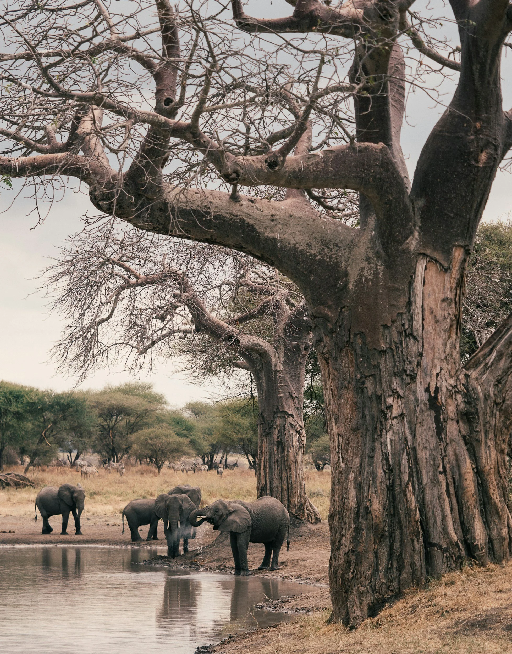 A group of elephants near a water hole with large, leafless trees in the background in a savanna landscape.