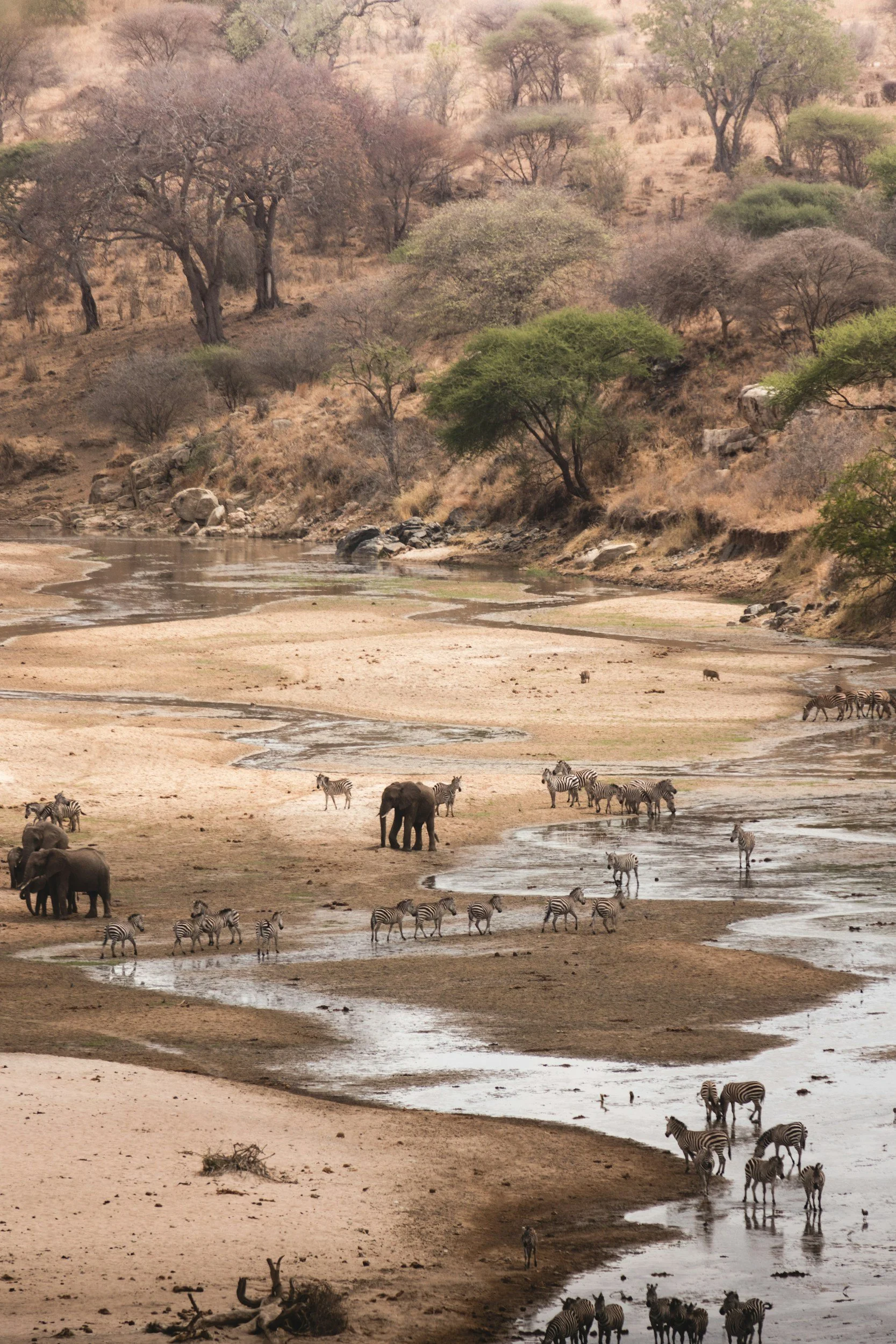 A safari scene with elephants and zebras near a river in a dry landscape with sparse trees.