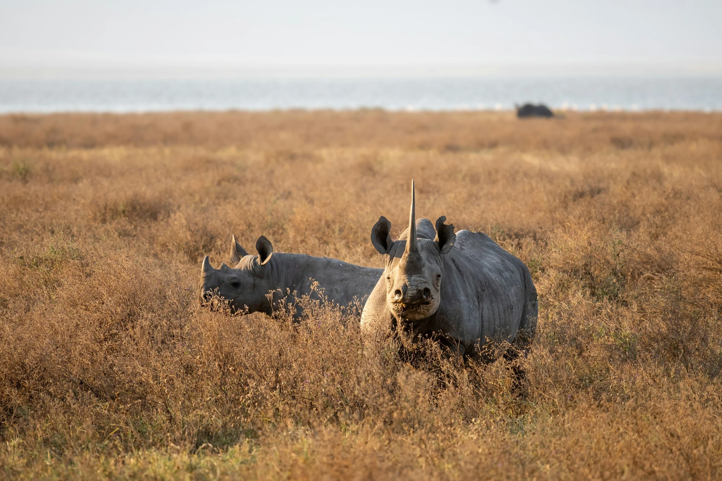 Two rhinoceroses in a grassy field near a body of water.