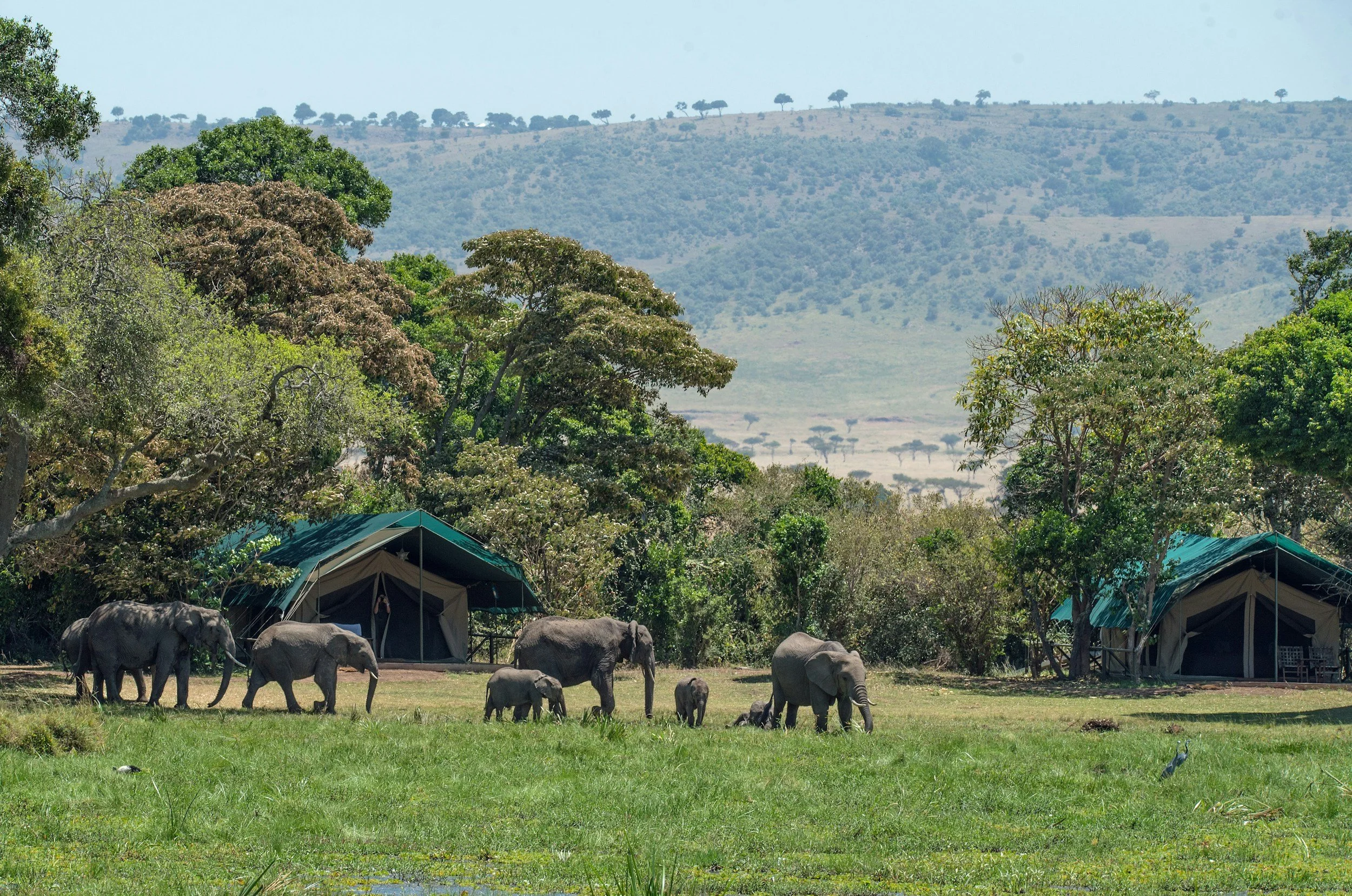 African elephants grazing on a grassy field near tents in a savanna landscape with trees and distant hills.