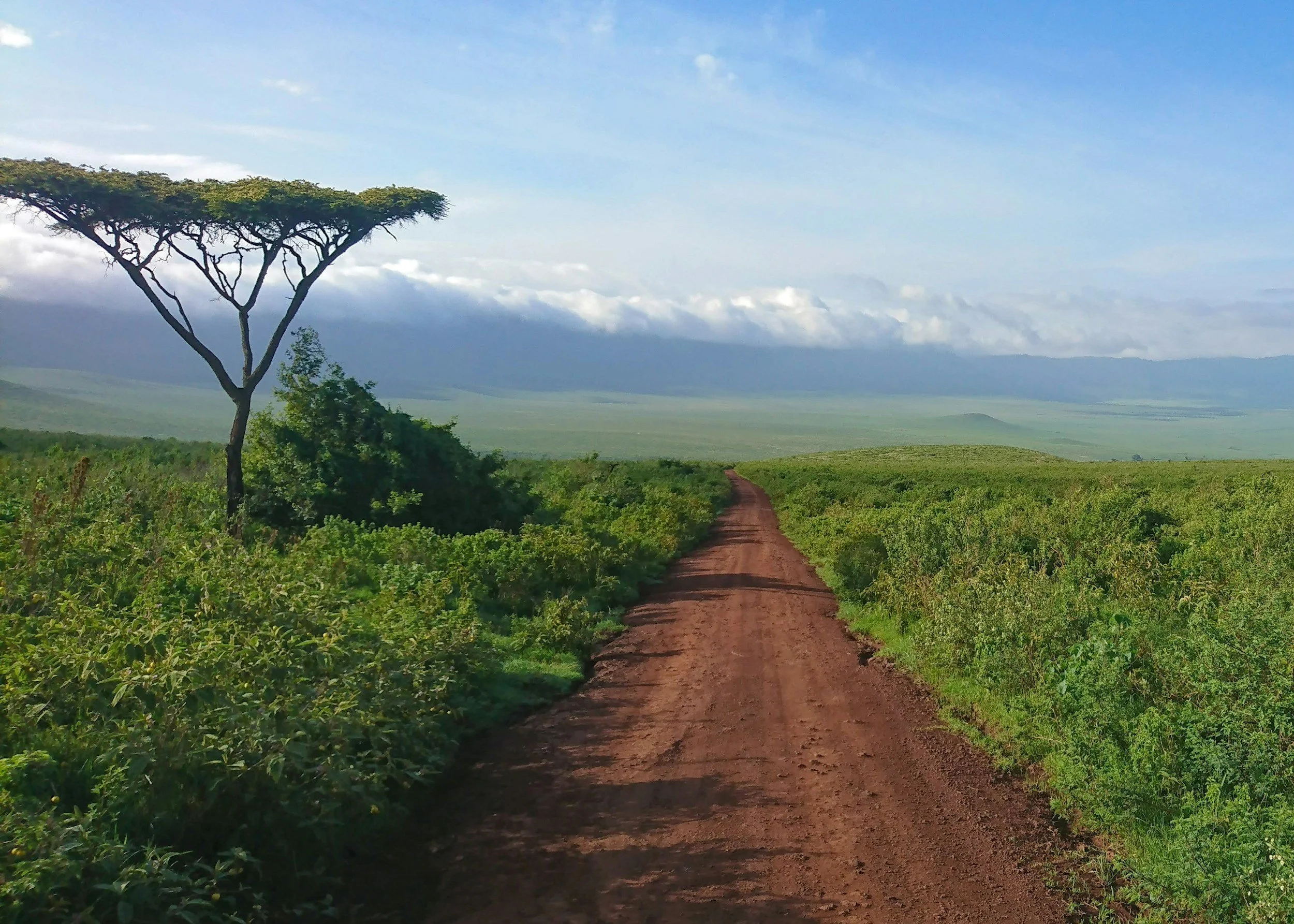 Dirt road running through green vegetation in a rural landscape with a distinctive flat-topped tree on the left and distant mountains under a blue sky with clouds.